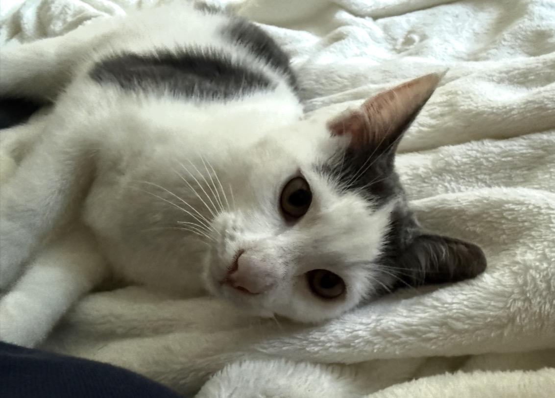 Enlarge Cali at Petsmart , a ADOPTABLE Domestic Short Hair in Federal Way, WA image 4/4