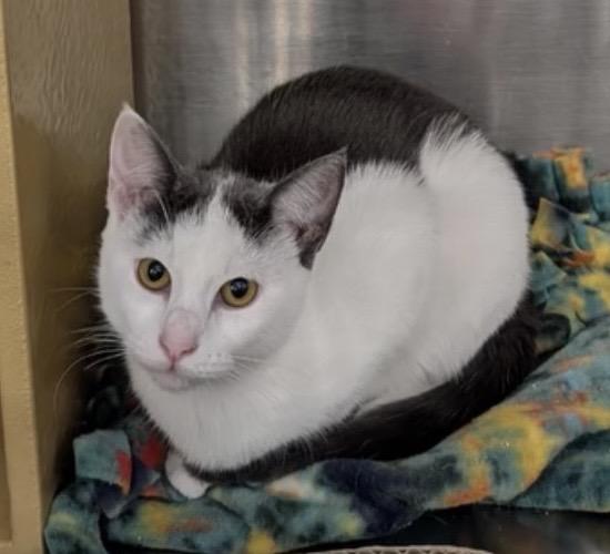 Enlarge Cali at Petsmart , a ADOPTABLE Domestic Short Hair in Federal Way, WA image 2/4