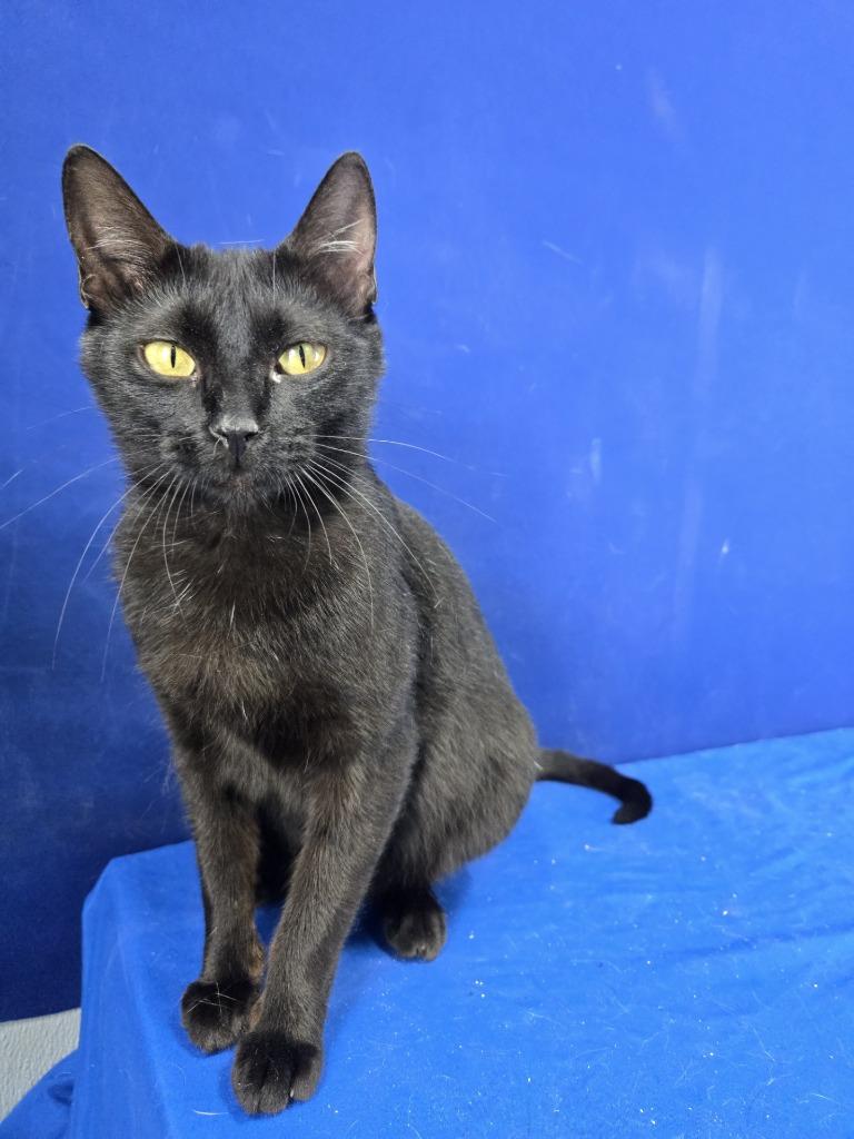 Enlarge Netflix, a Adoptable American Shorthair in Ruston, LA image 1/2