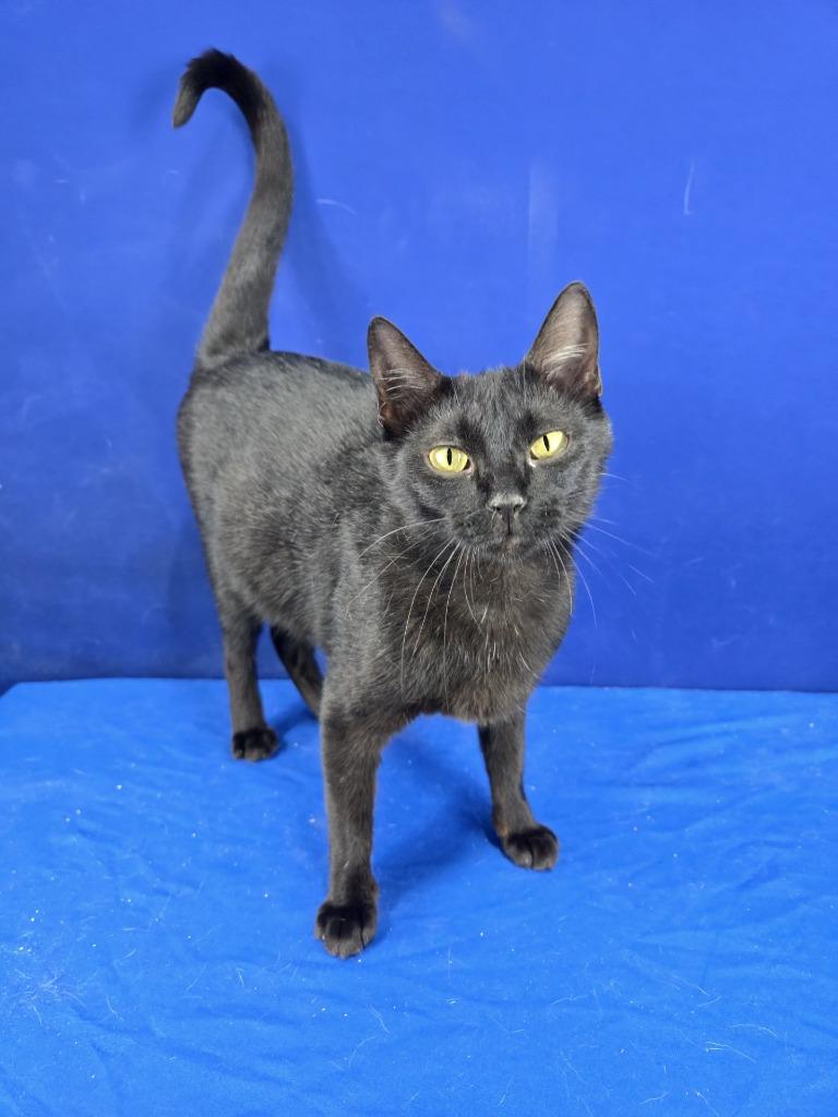 Enlarge Netflix, a Adoptable American Shorthair in Ruston, LA image 2/2