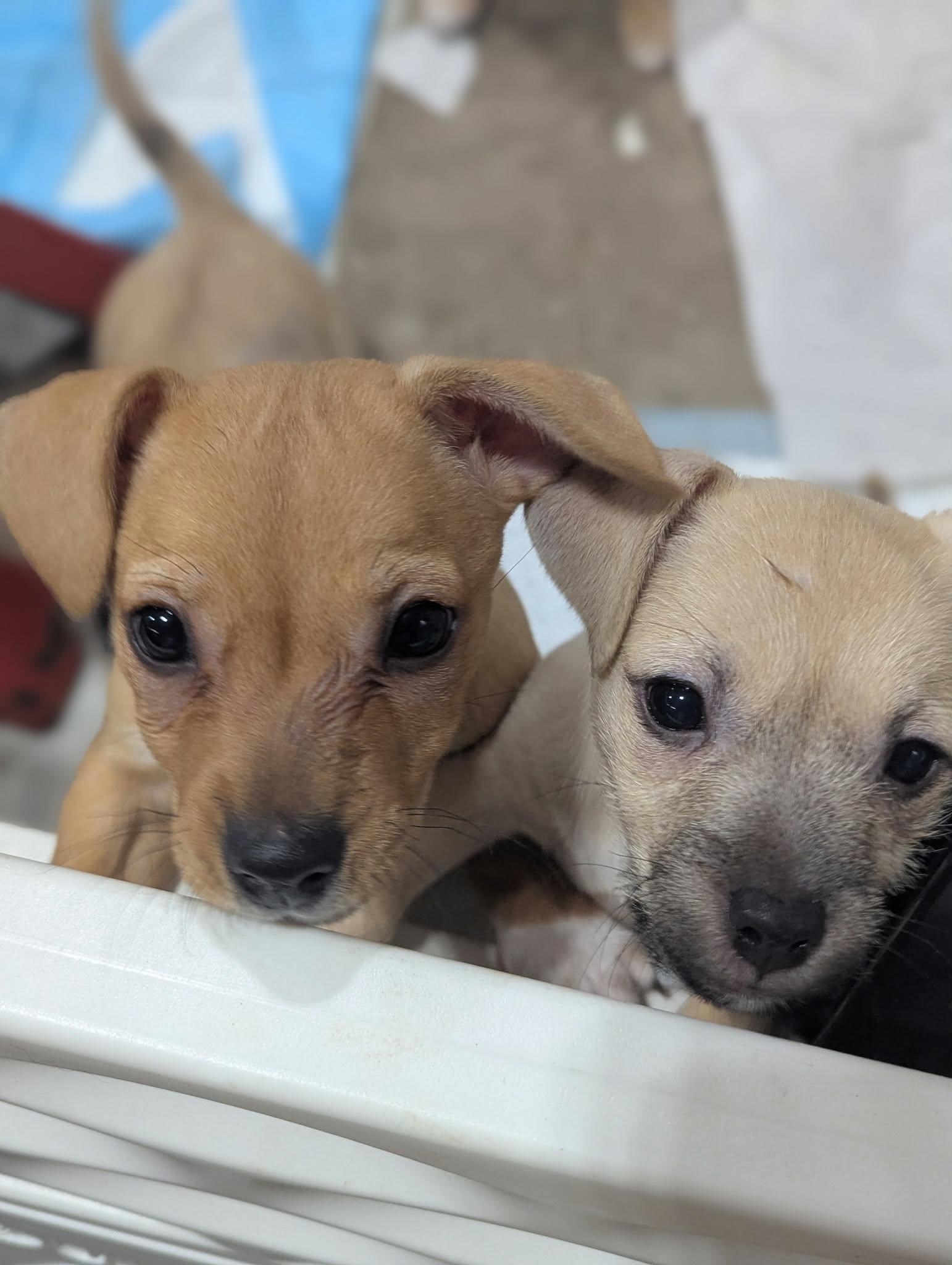 Lilly the Border Terrier/ Chihuahua Mix, a Adoptable mixed breed in Muskego, WI image 3/6