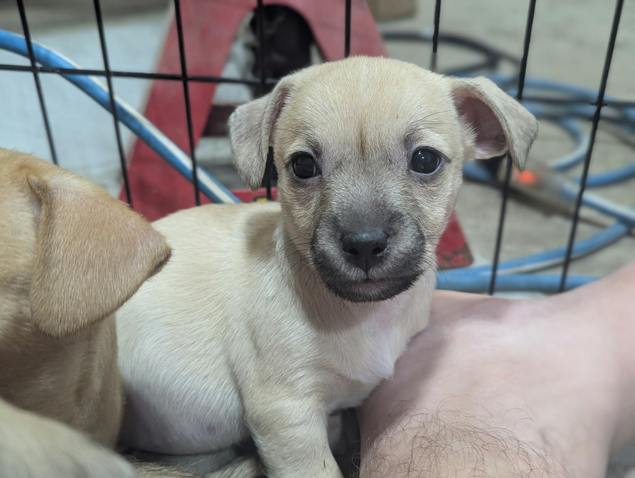 Lilly the Border Terrier/ Chihuahua Mix, Adoptable, Puppy Female Border Terrier & Chihuahua.