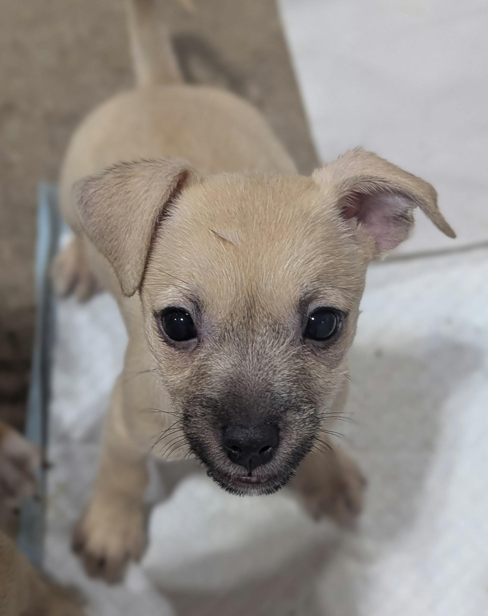 Lilly the Border Terrier/ Chihuahua Mix, a Adoptable mixed breed in Muskego, WI image 4/6