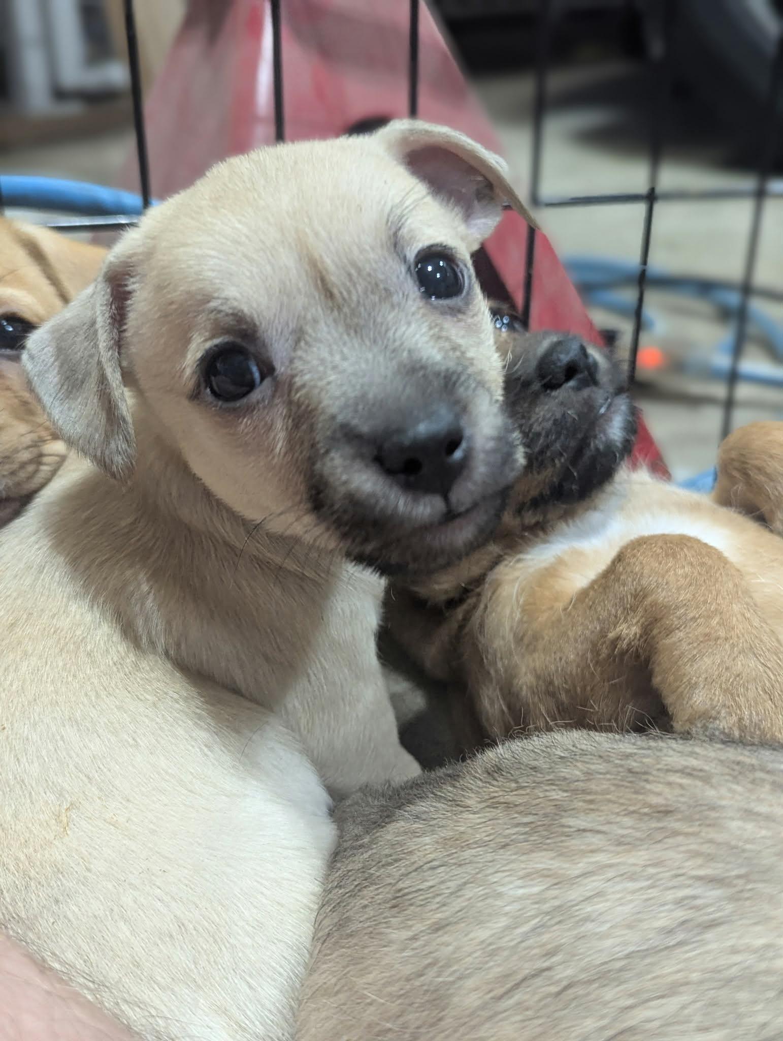 Lilly the Border Terrier/ Chihuahua Mix, a Adoptable mixed breed in Muskego, WI image 5/6