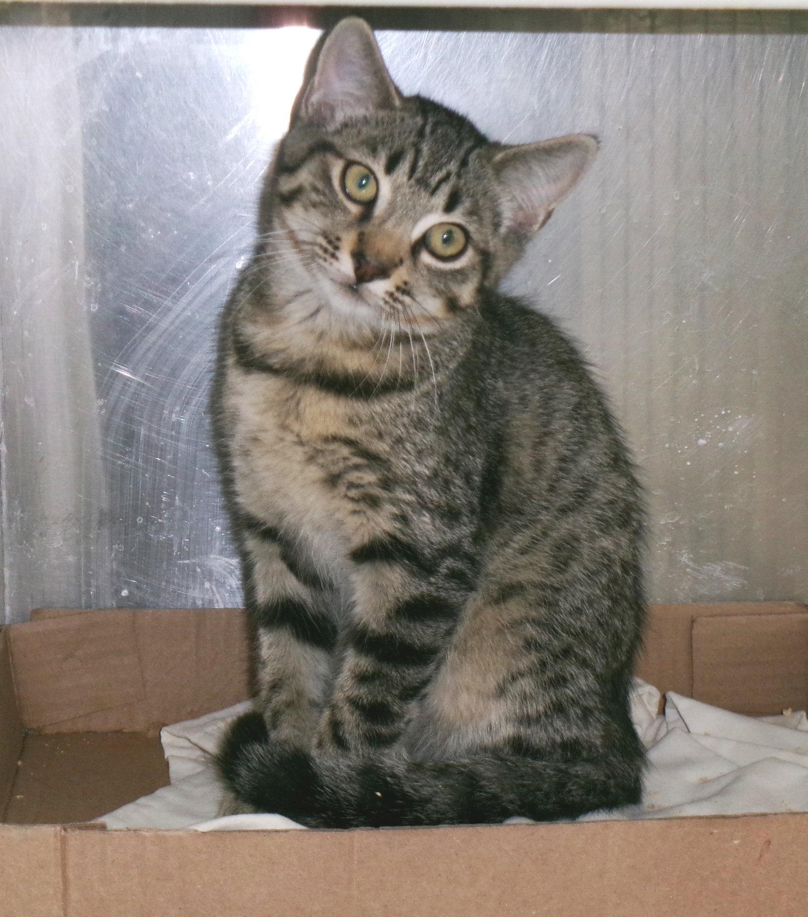 Enlarge Bryant, a Adoptable Tabby in Carrollton, GA image 1/2