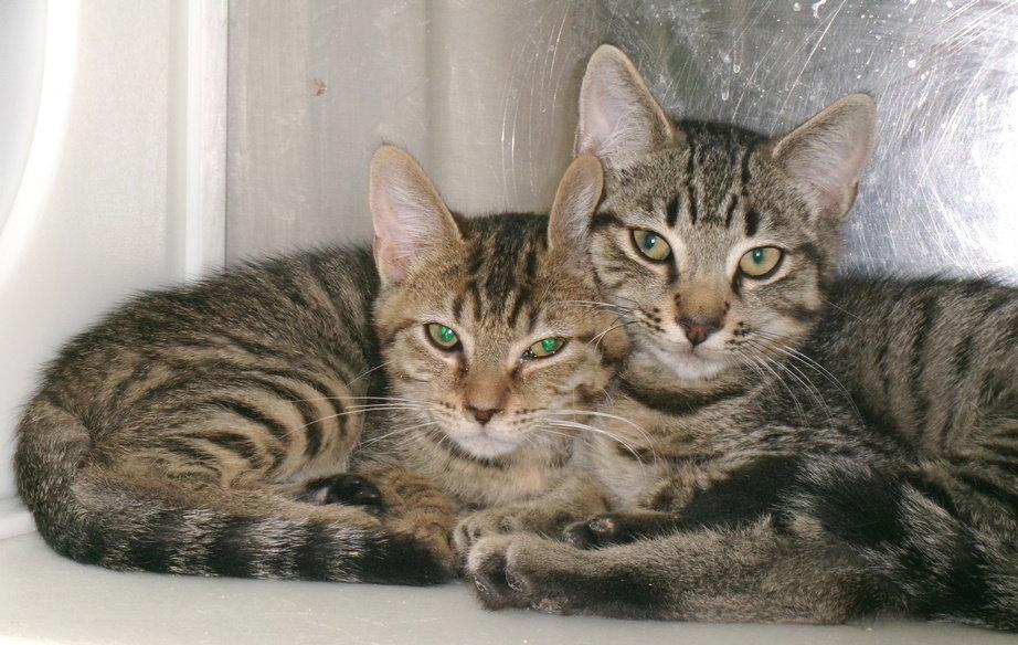 Enlarge Bryant, a Adoptable Tabby in Carrollton, GA image 2/2