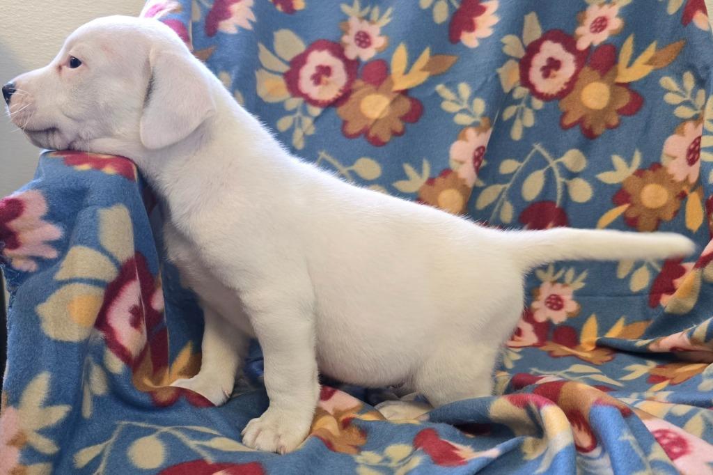 Mallow, Adoptable, Puppy Male Labrador Retriever & Mixed Breed.