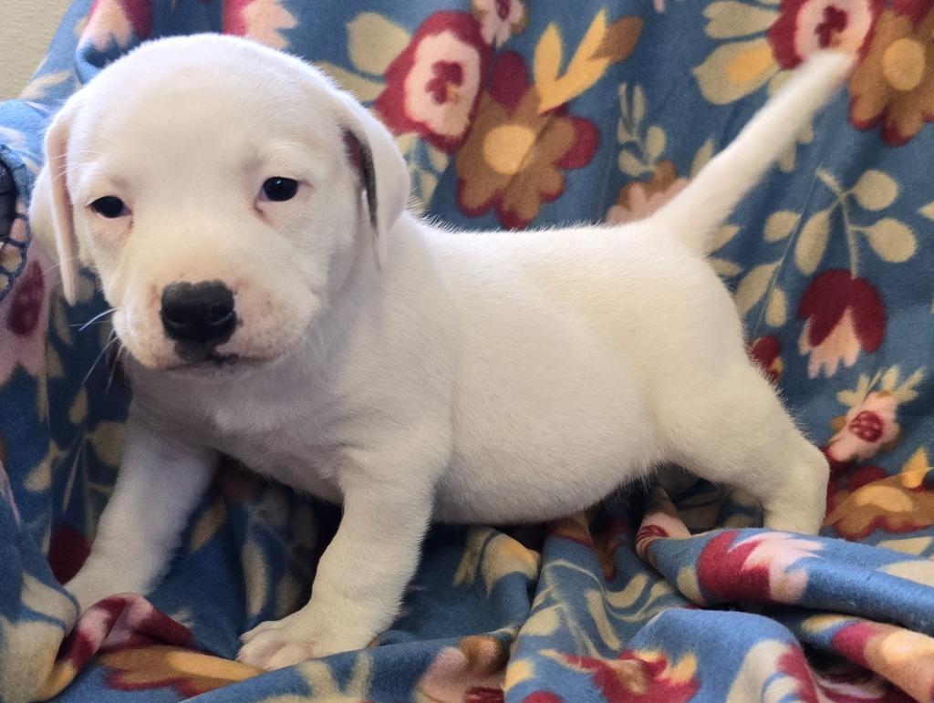 Enlarge Mallow, a Adoptable mixed breed in Murphysboro, IL image 2/2