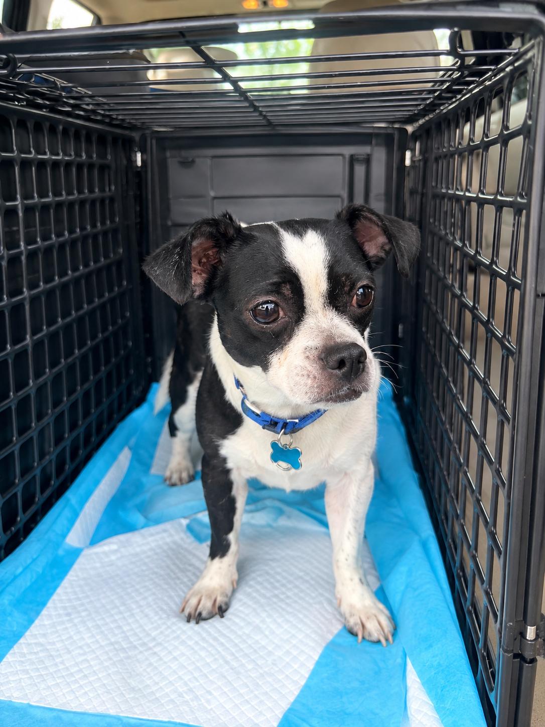 Enlarge Sadie, a Adoptable mixed breed in Toledo, OH image 2/2