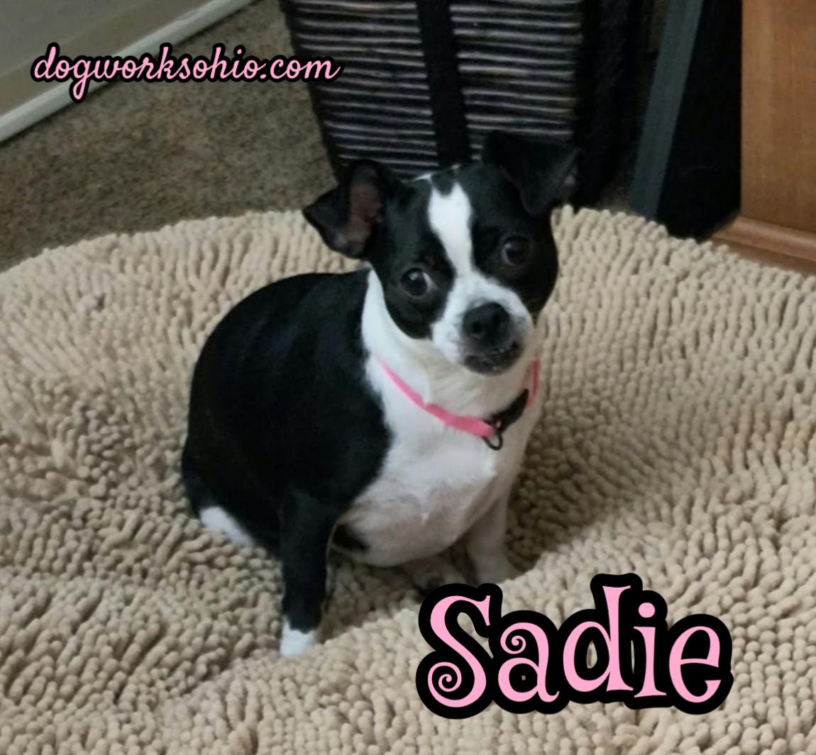 Enlarge Sadie, a Adoptable mixed breed in Toledo, OH image 1/2
