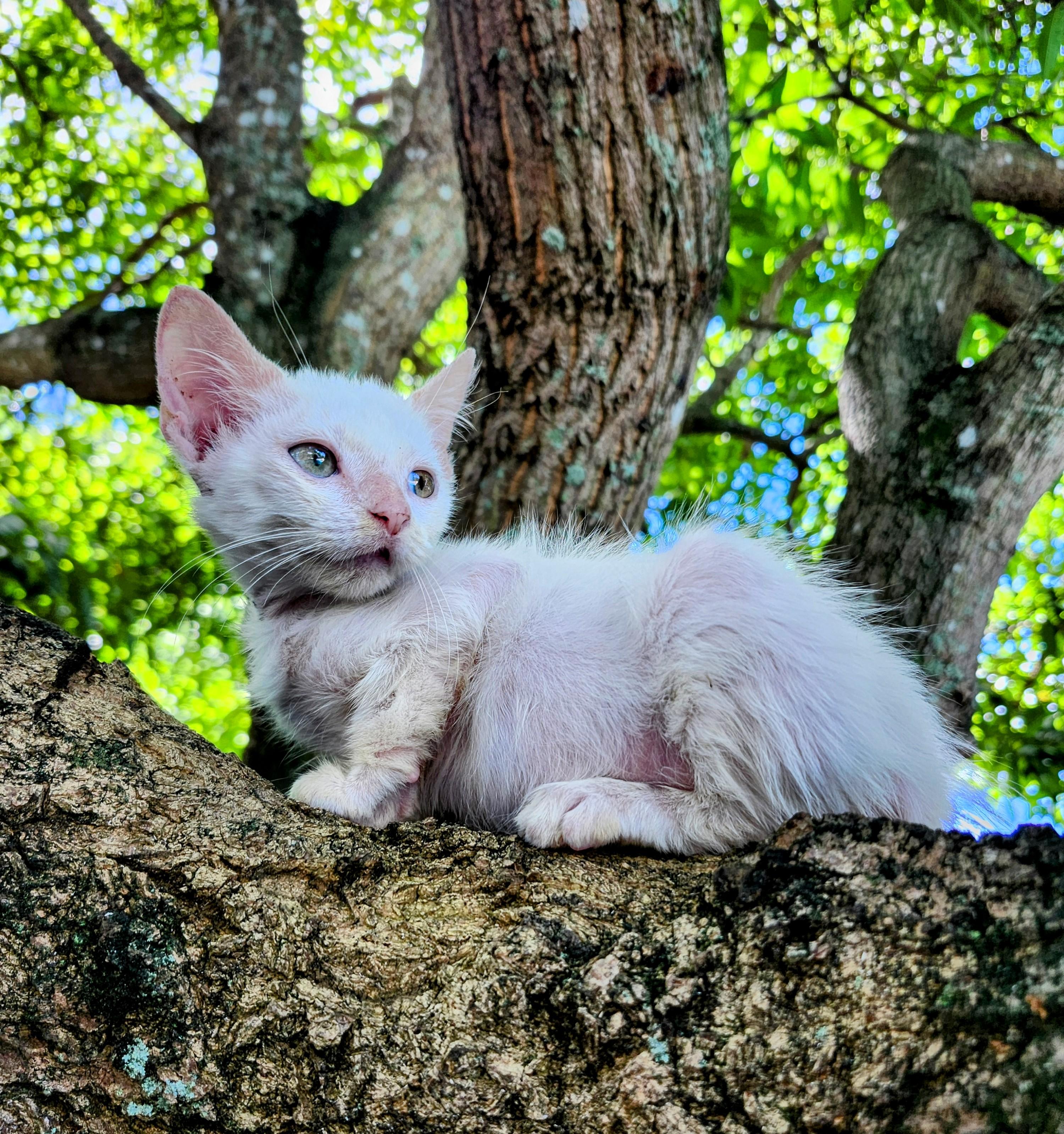 Enlarge Confetti, a Adoptable mixed breed in Melbourne , FL image 6/6