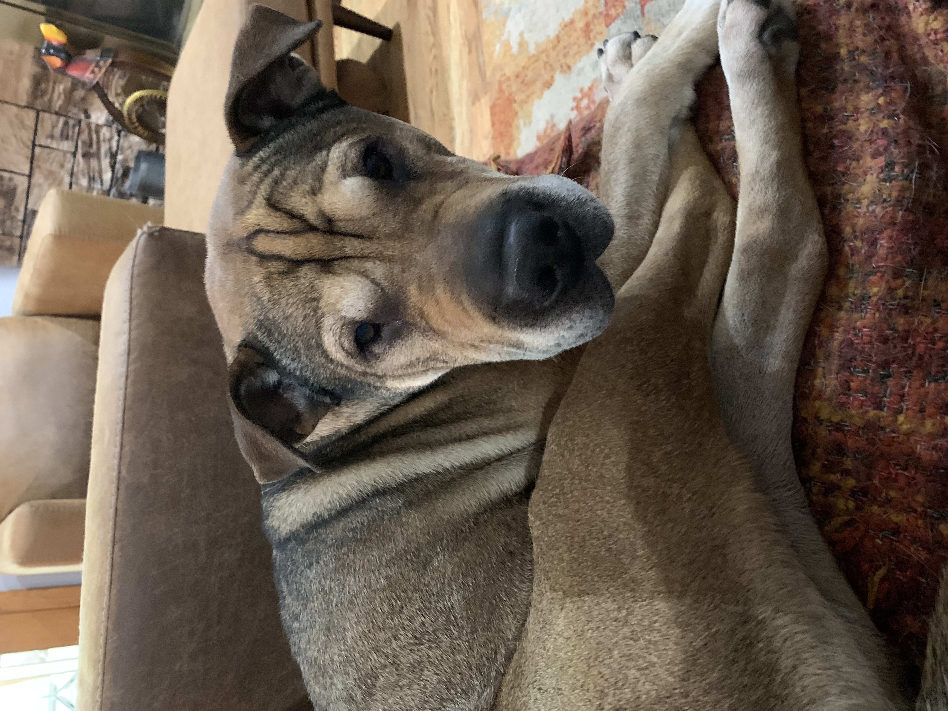 Enlarge Big Head Fred, a Adoptable mixed breed in Crystal Lake, IL image 8/8