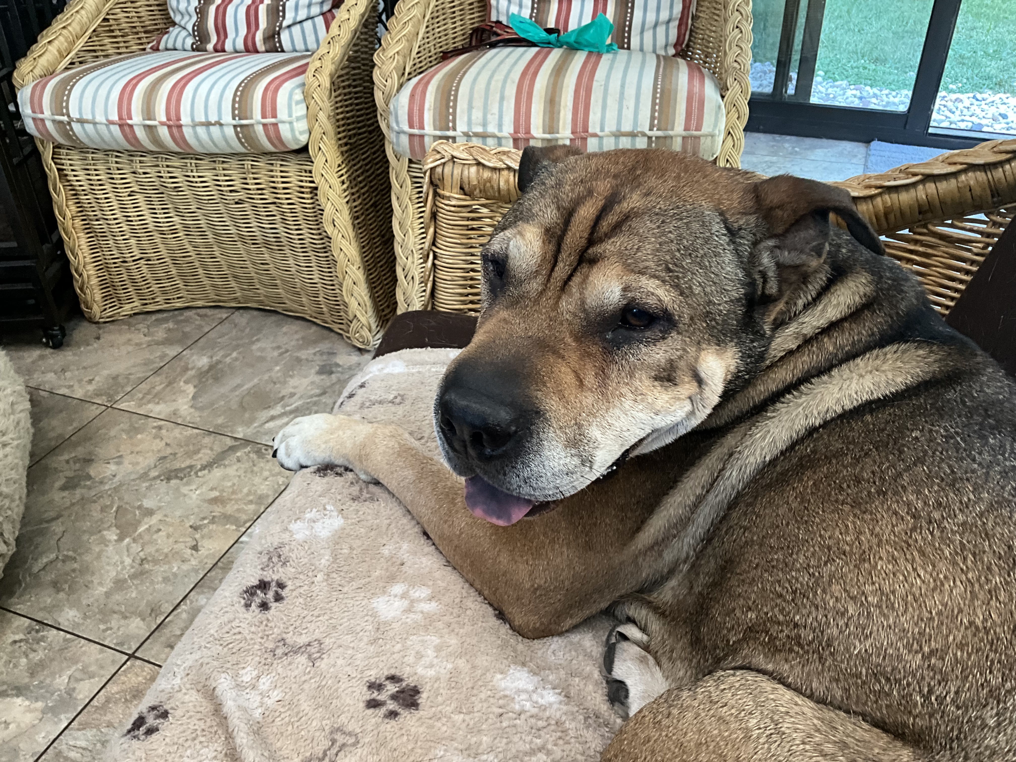 Big Head Fred, a Adoptable mixed breed in Crystal Lake, IL image 1/8