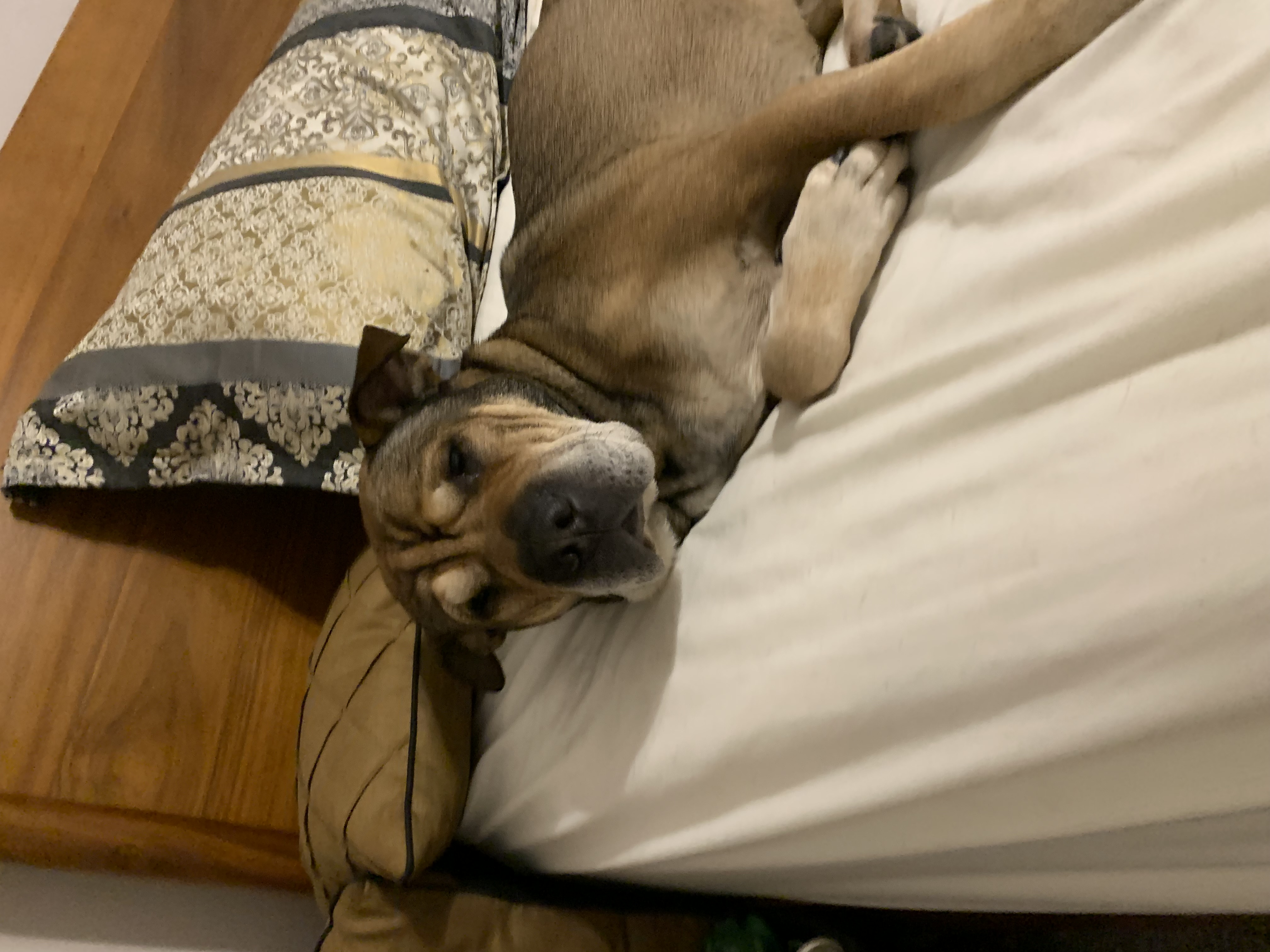 Big Head Fred, a Adoptable mixed breed in Crystal Lake, IL image 2/8