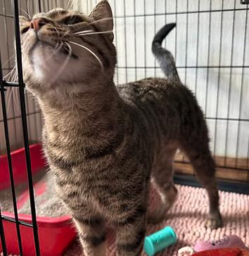 Honey, adopted, Adult Female Domestic Short Hair.