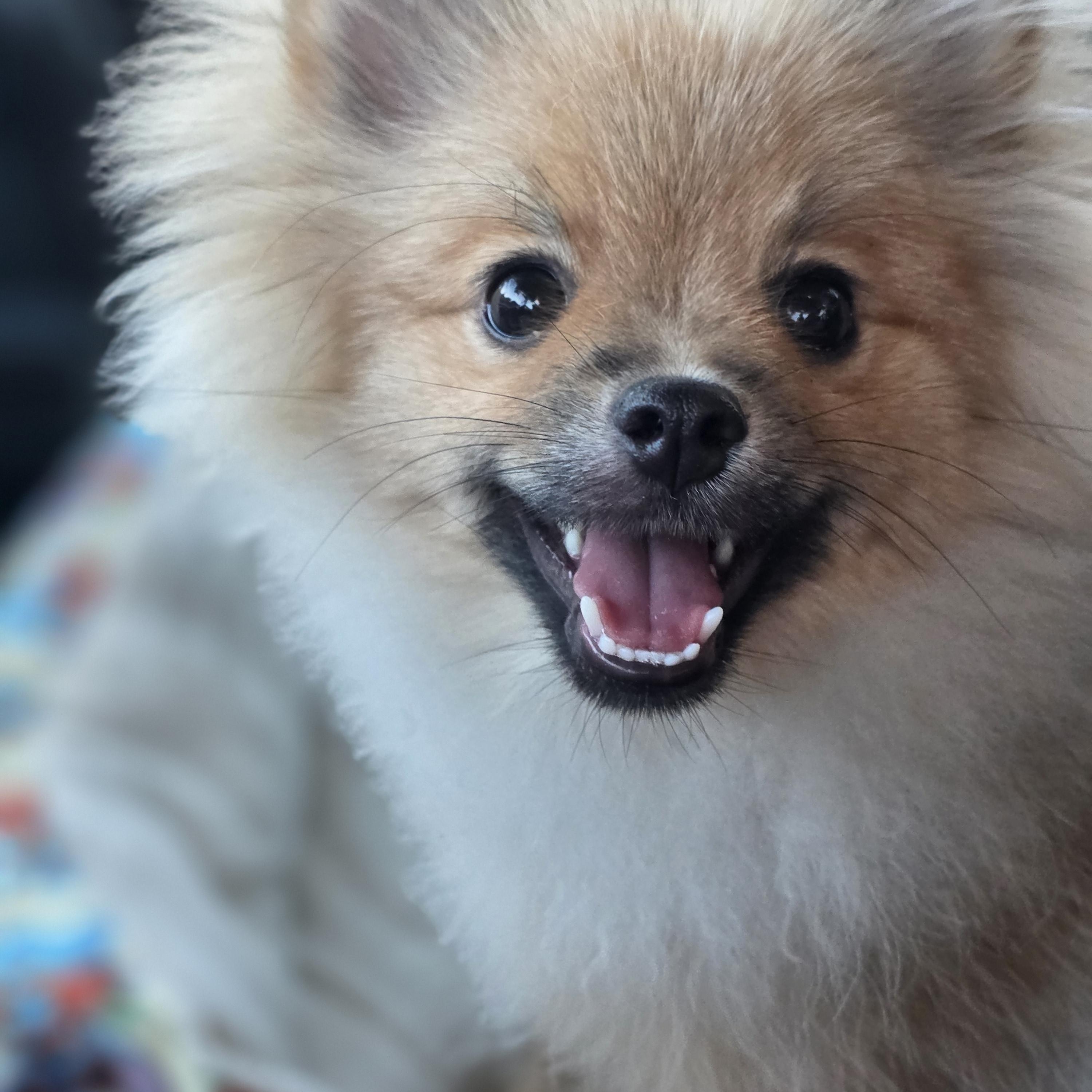 Boba, a ADOPTABLE Pomeranian in Clovis, CA image 4/5