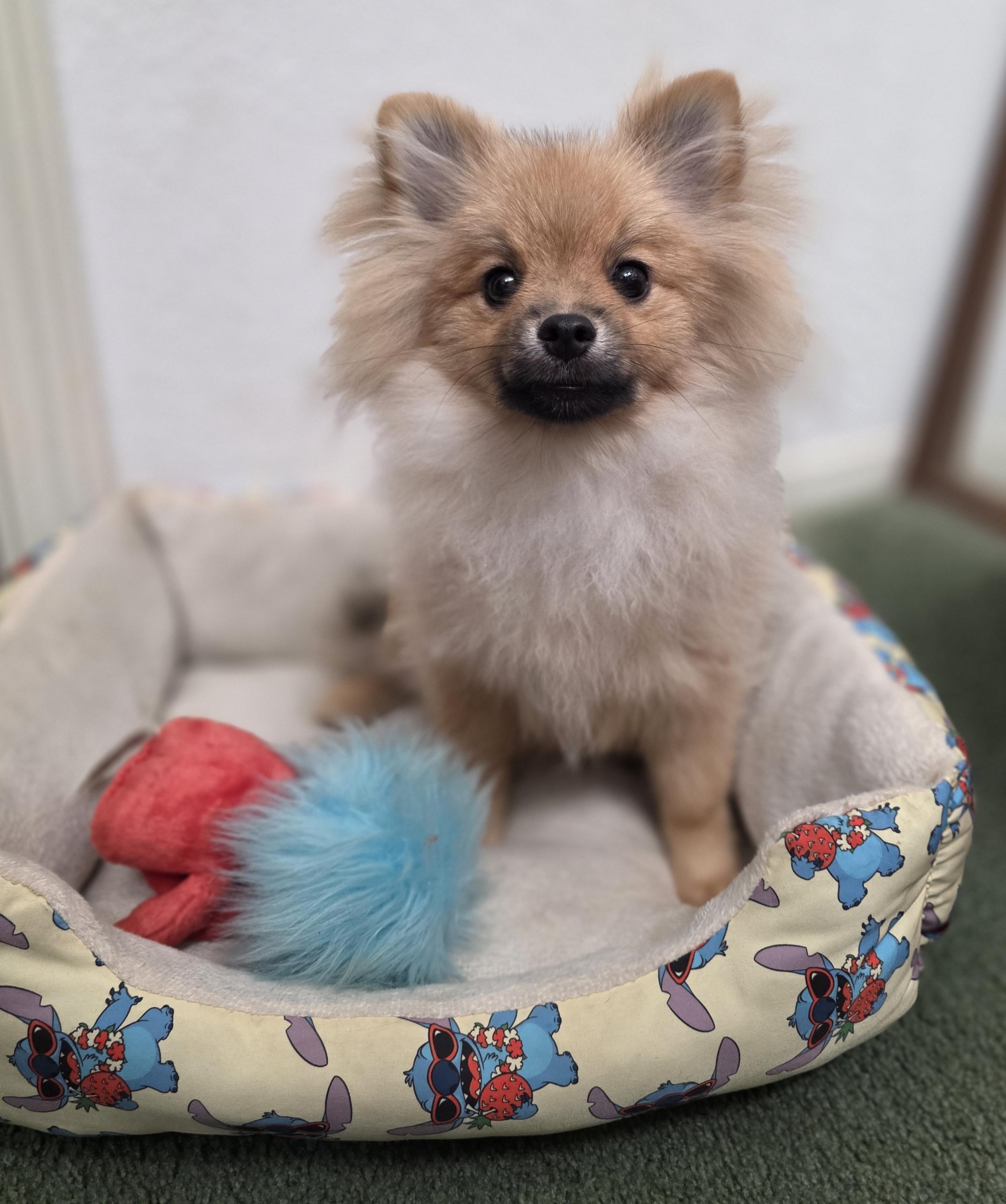 Boba, ADOPTABLE, Puppy Male Pomeranian.
