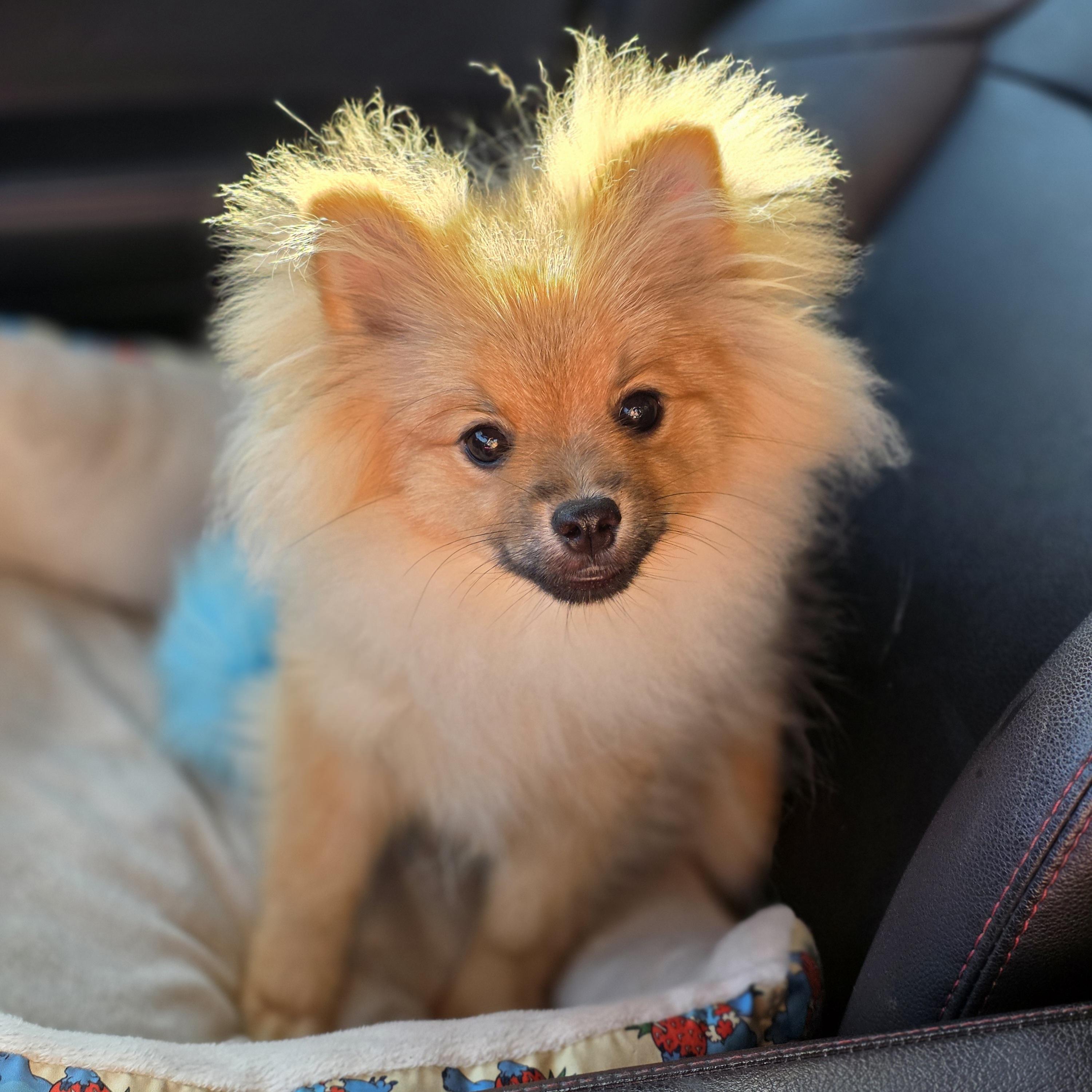 Boba, a ADOPTABLE Pomeranian in Clovis, CA image 5/5