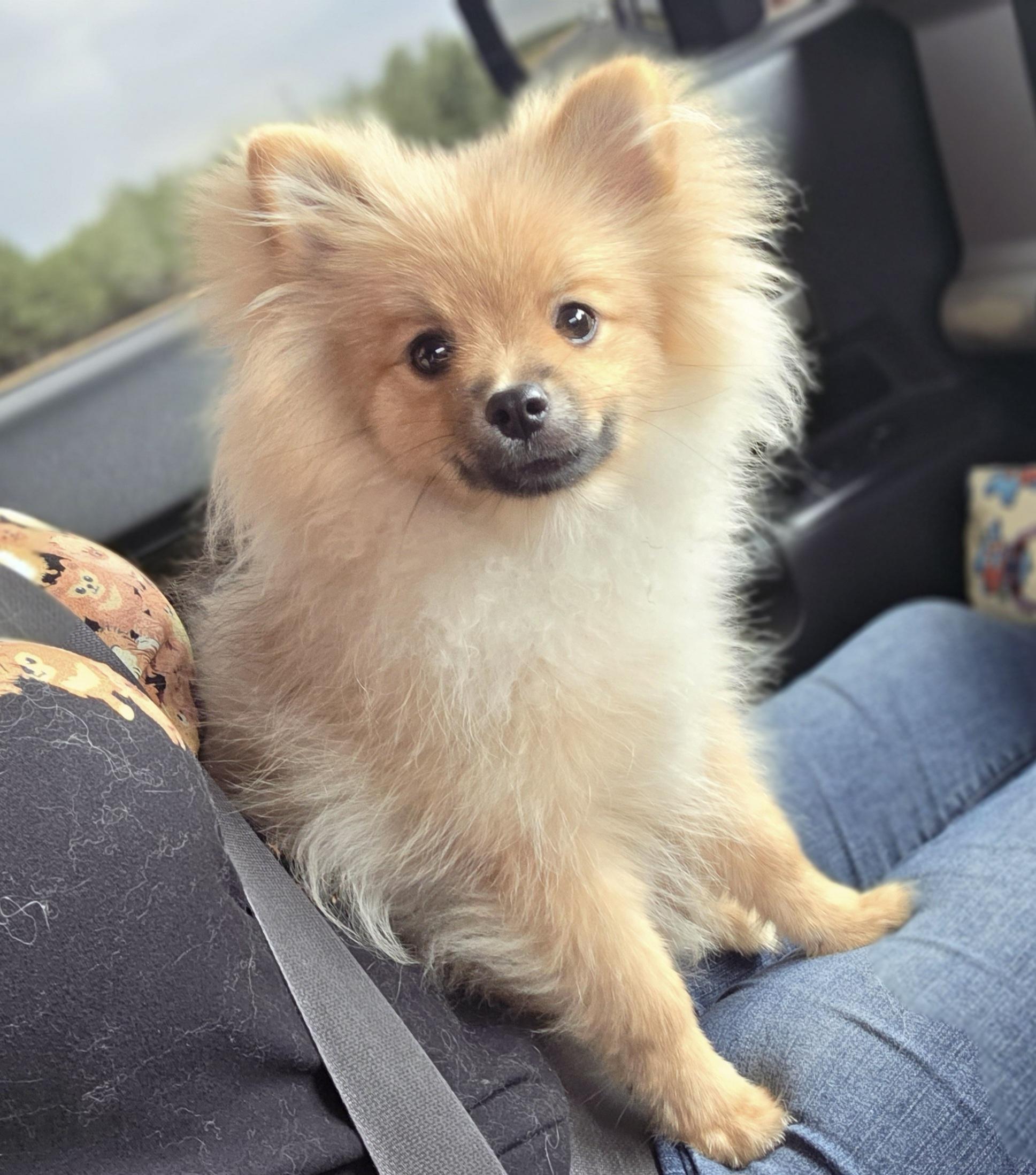 Boba, a ADOPTABLE Pomeranian in Clovis, CA image 3/5