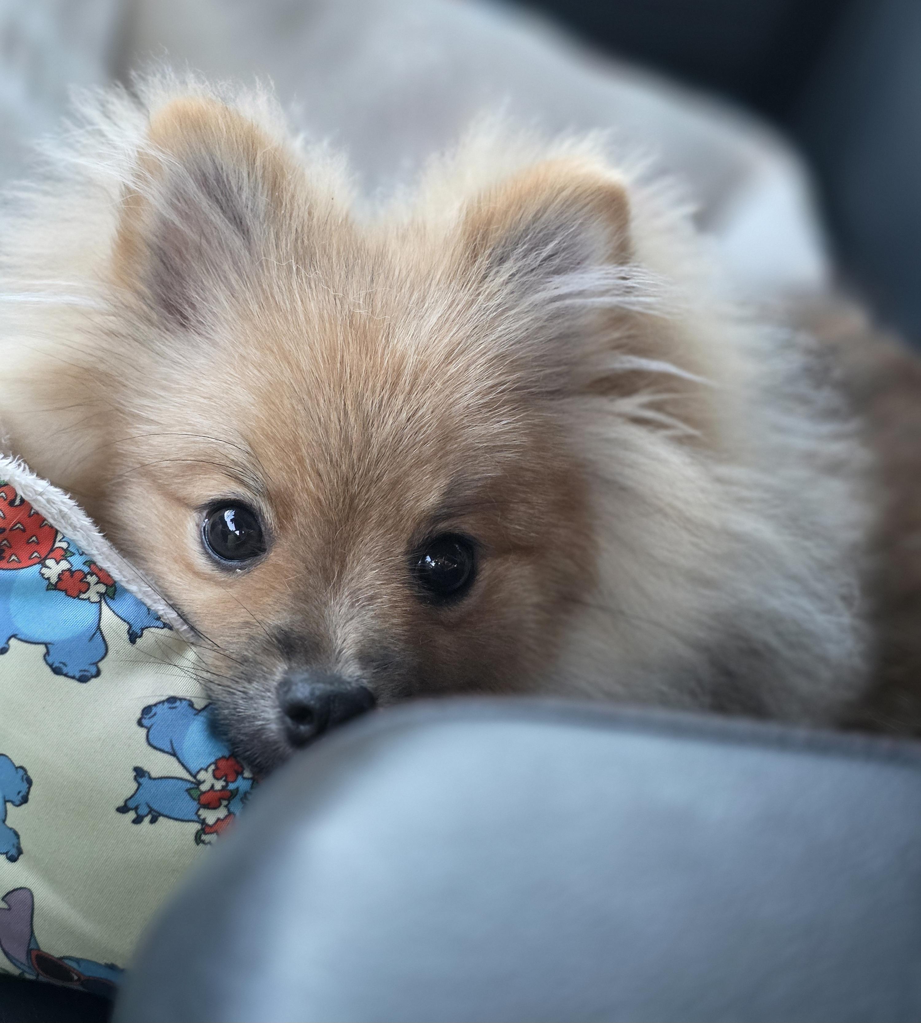 Boba, a ADOPTABLE Pomeranian in Clovis, CA image 2/5