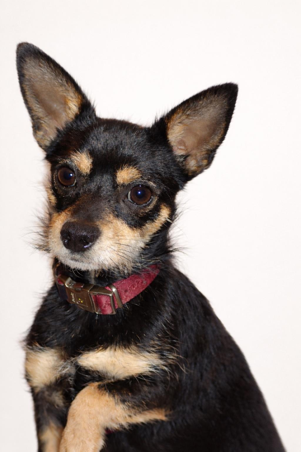 Enlarge Jack, an adopted mixed breed in Whitestown, IN image 1/1