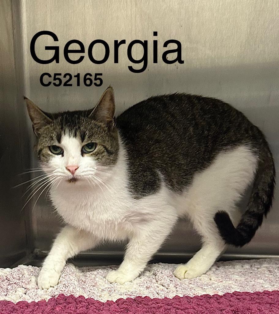 Georgia, Adoptable, Adult Female Domestic Medium Hair.