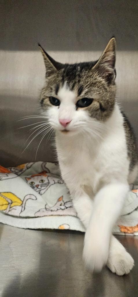 Enlarge Georgia, a Adoptable mixed breed in Clarksville, TN image 1/1