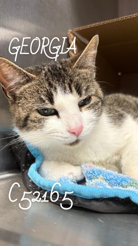 Enlarge Georgia, a Adoptable mixed breed in Clarksville, TN image 2/2