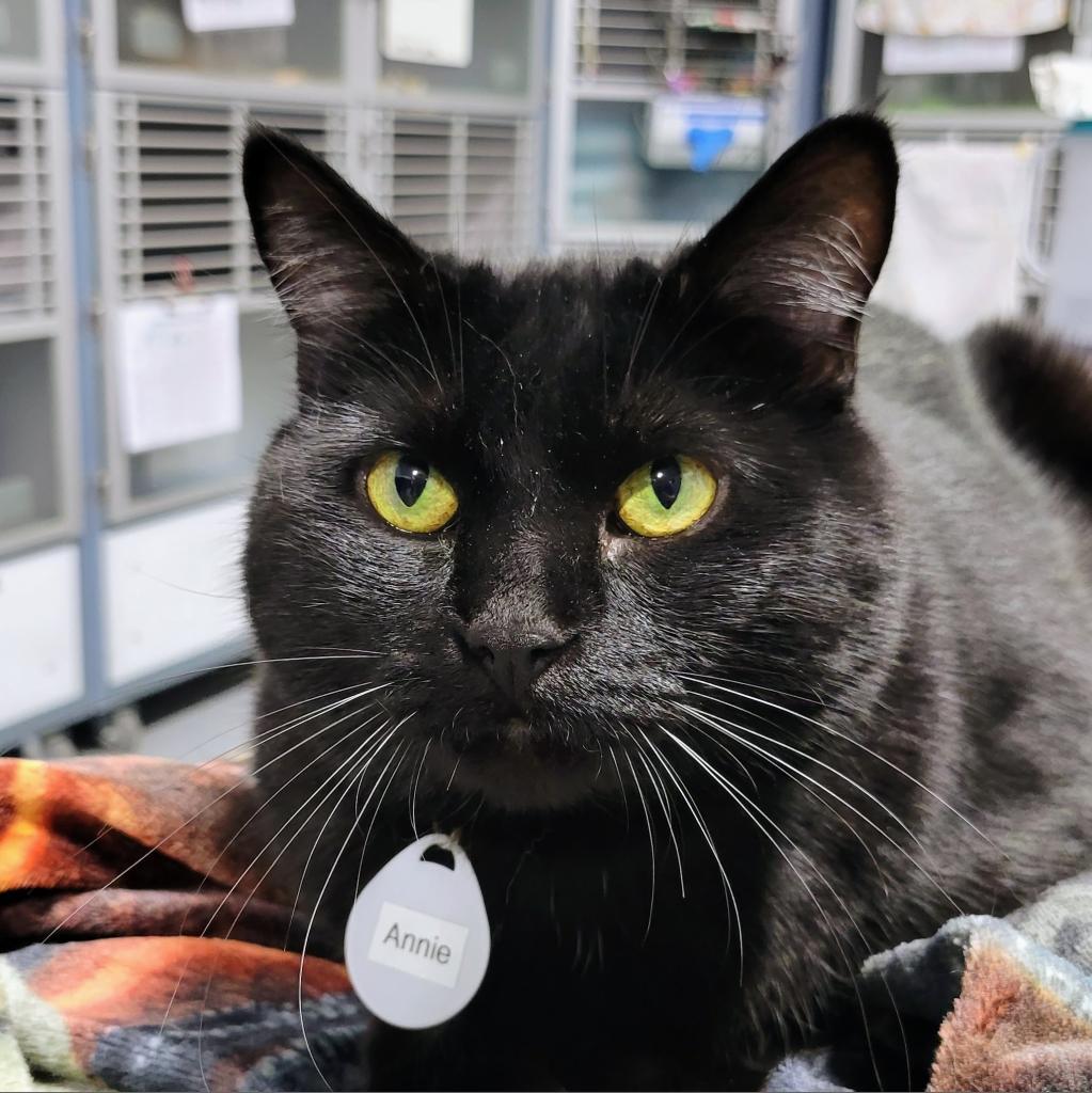 Enlarge Annie, a Adoptable Domestic Short Hair in Sheridan, WY image 1/1
