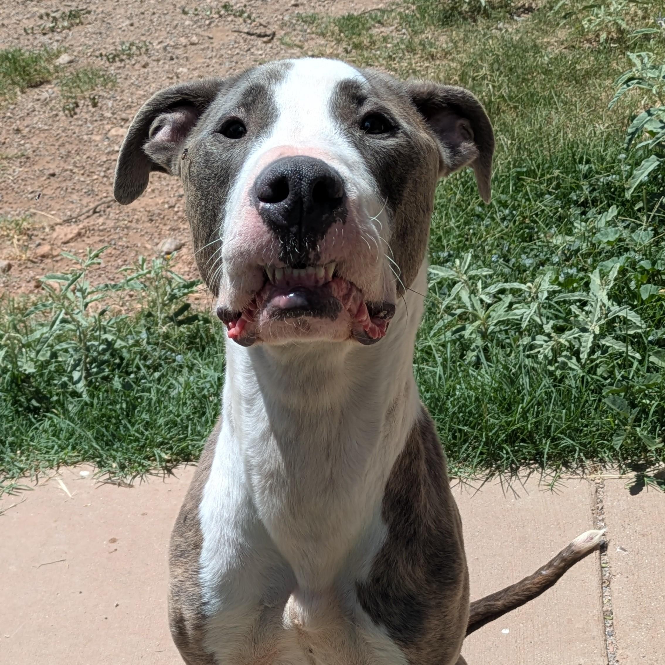 Peanut, Adoptable, Adult Male Pit Bull Terrier.