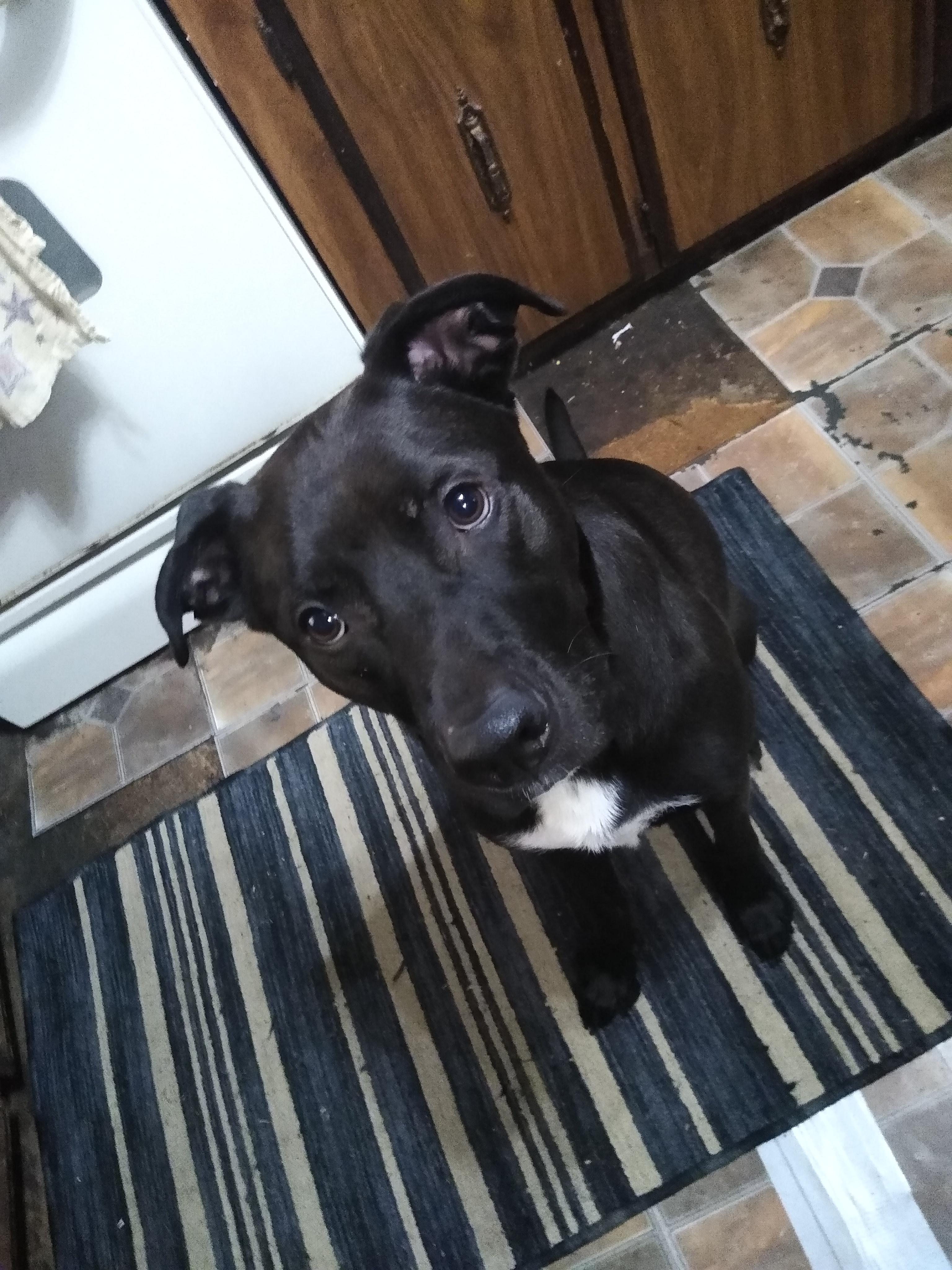 Ragnar Courtesy Listed, a ADOPTABLE Mixed Breed in Midland, MI image 4/5