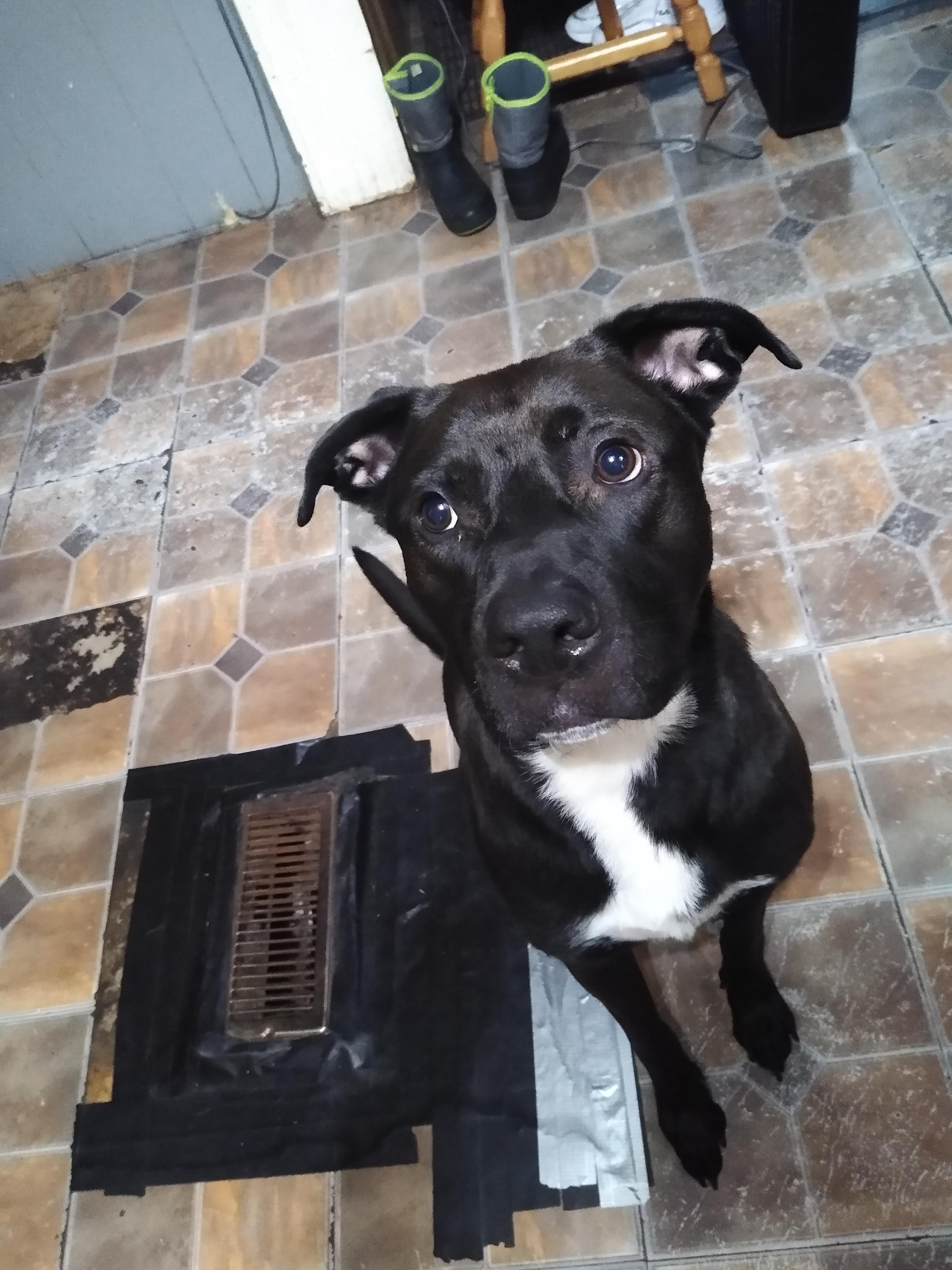 Ragnar Courtesy Listed, a ADOPTABLE Mixed Breed in Midland, MI image 3/5