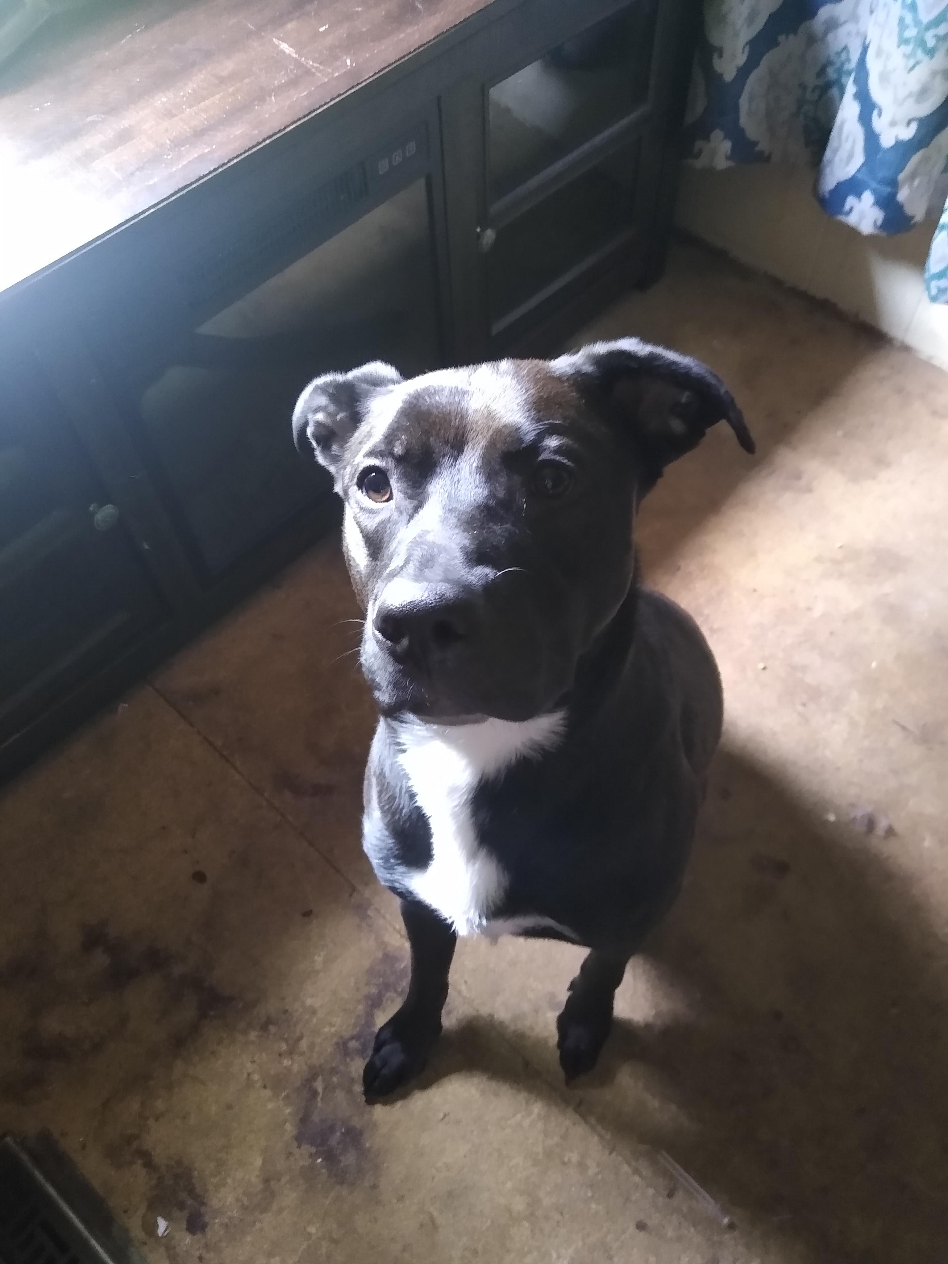 Ragnar Courtesy Listed, a ADOPTABLE Mixed Breed in Midland, MI image 2/5