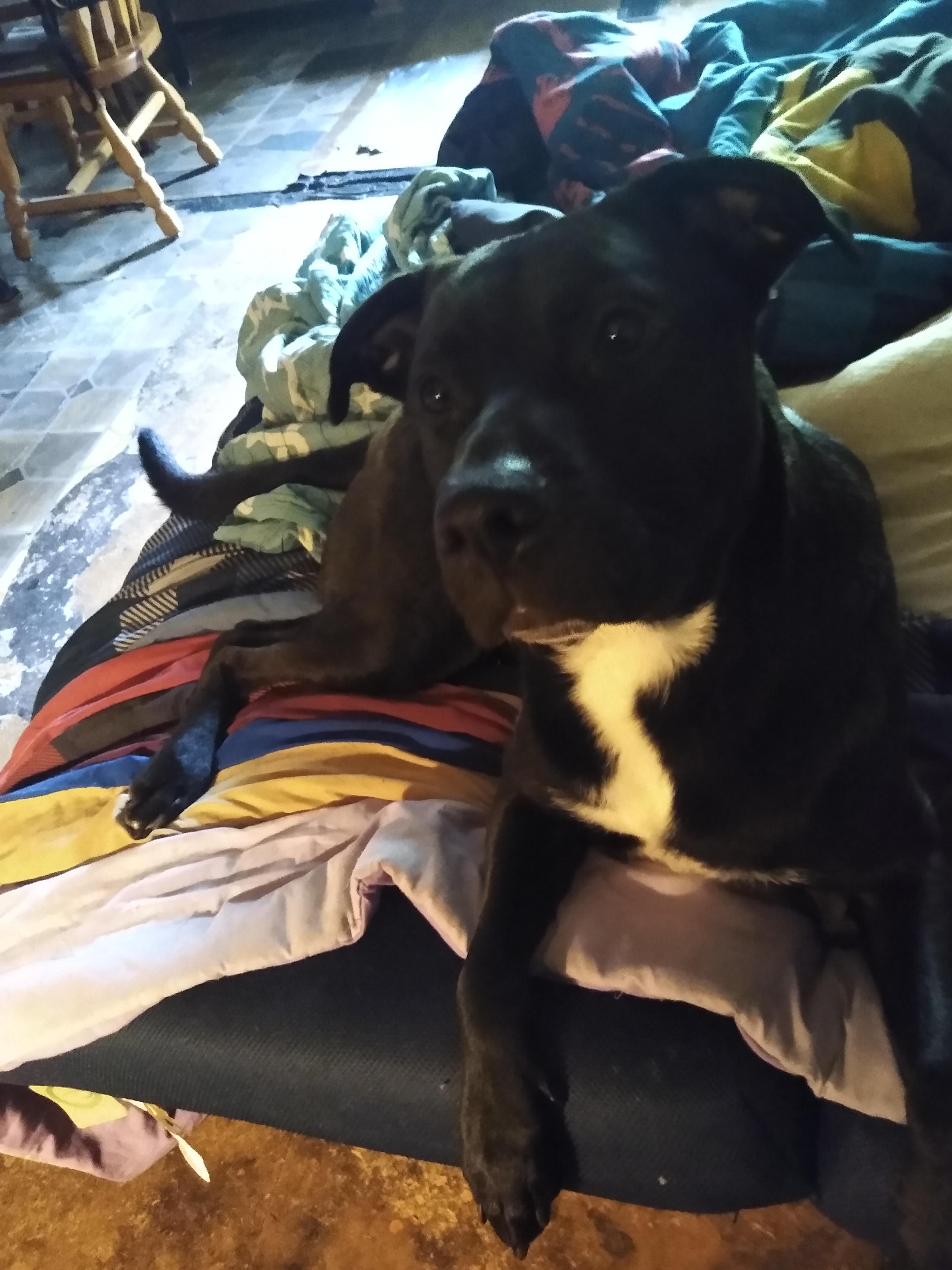 Ragnar Courtesy Listed, a ADOPTABLE Mixed Breed in Midland, MI image 5/5