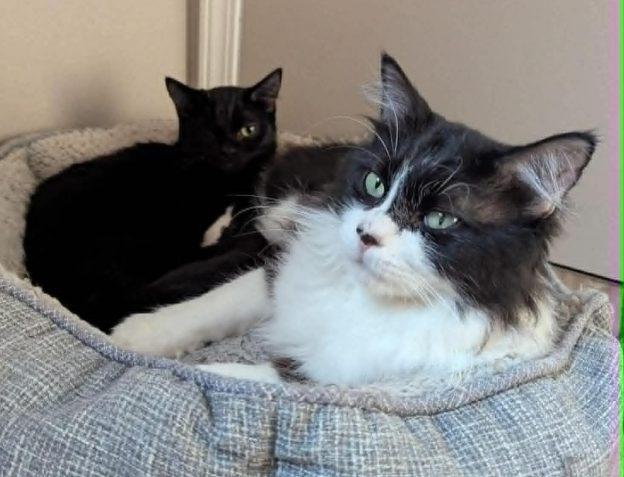 Enlarge Terra and Sparrow, a ADOPTABLE Domestic Long Hair in Wasilla, AK image 1/1