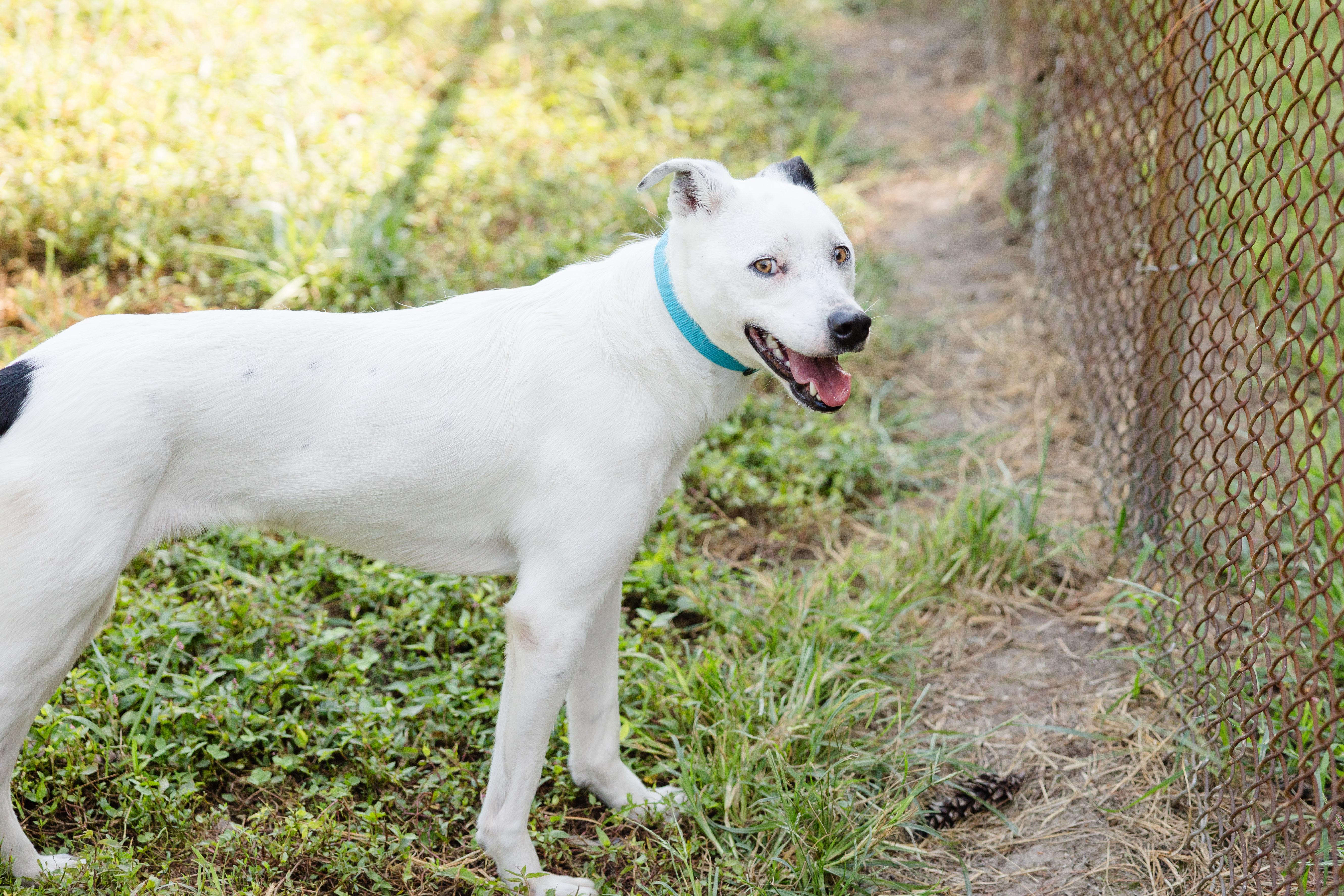 Enlarge Casper, a Adoptable mixed breed in Newburgh, IN image 4/4