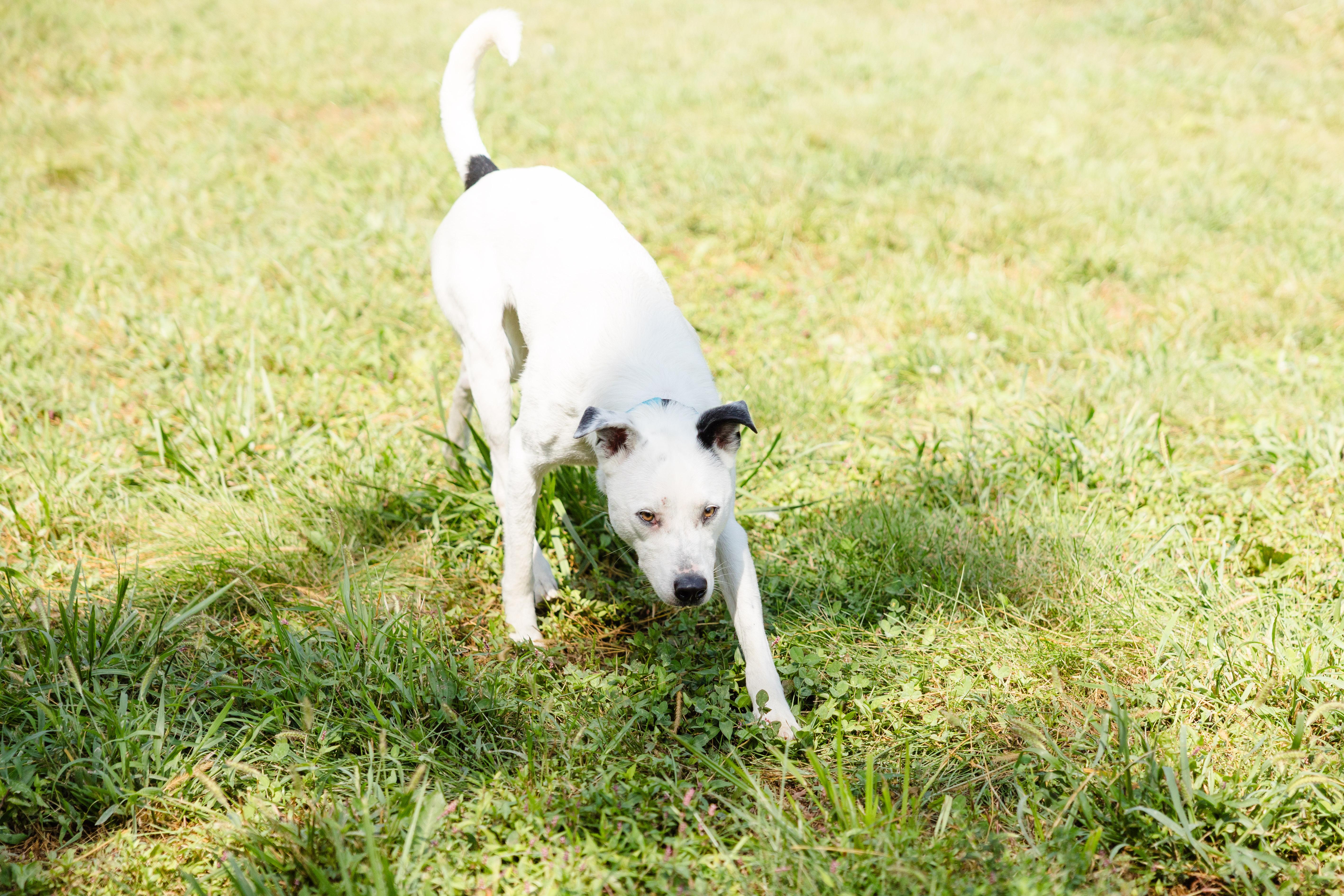 Enlarge Casper, a Adoptable mixed breed in Newburgh, IN image 3/4