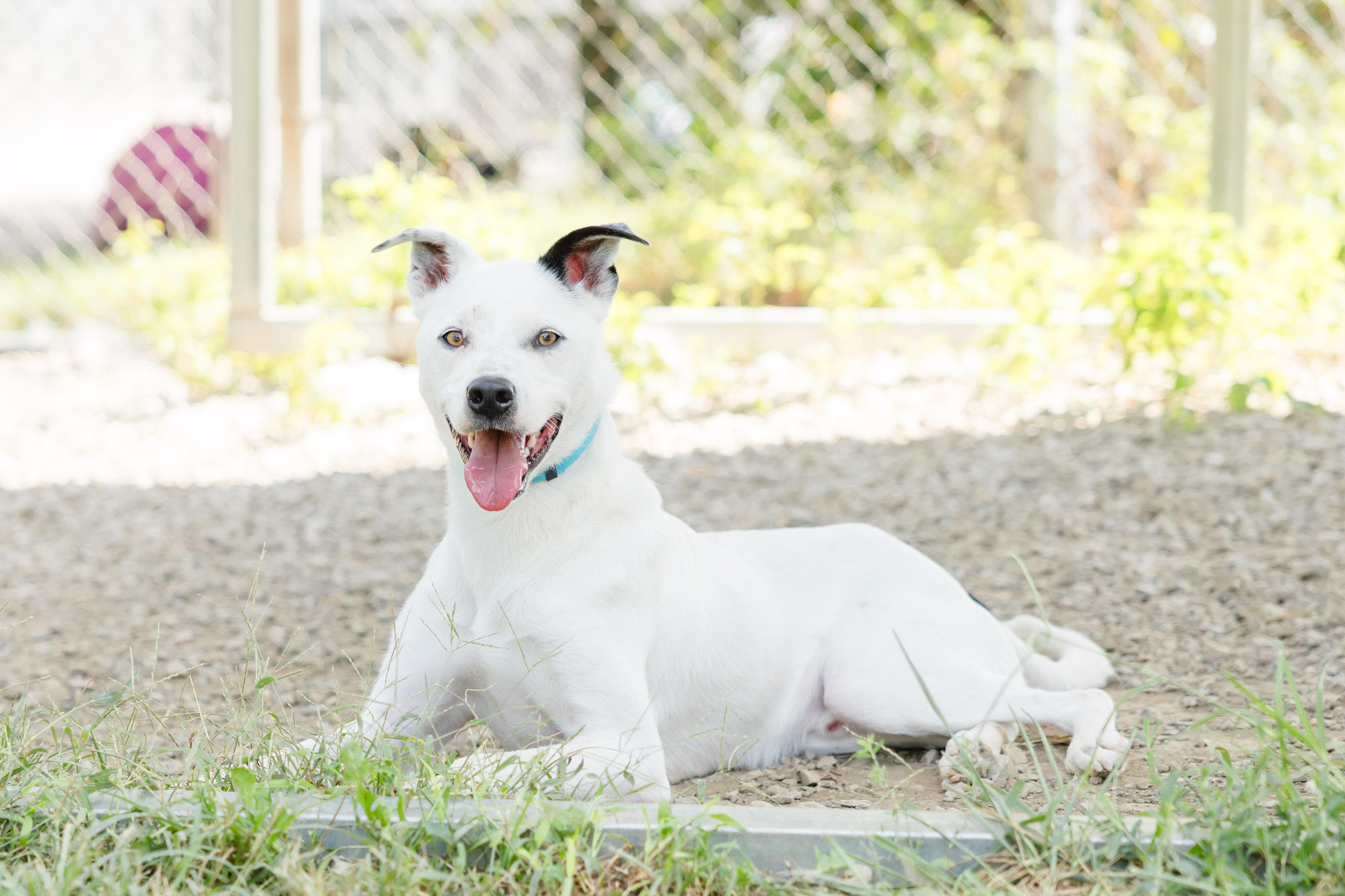 Casper, Adoptable, Adult Male Australian Shepherd.