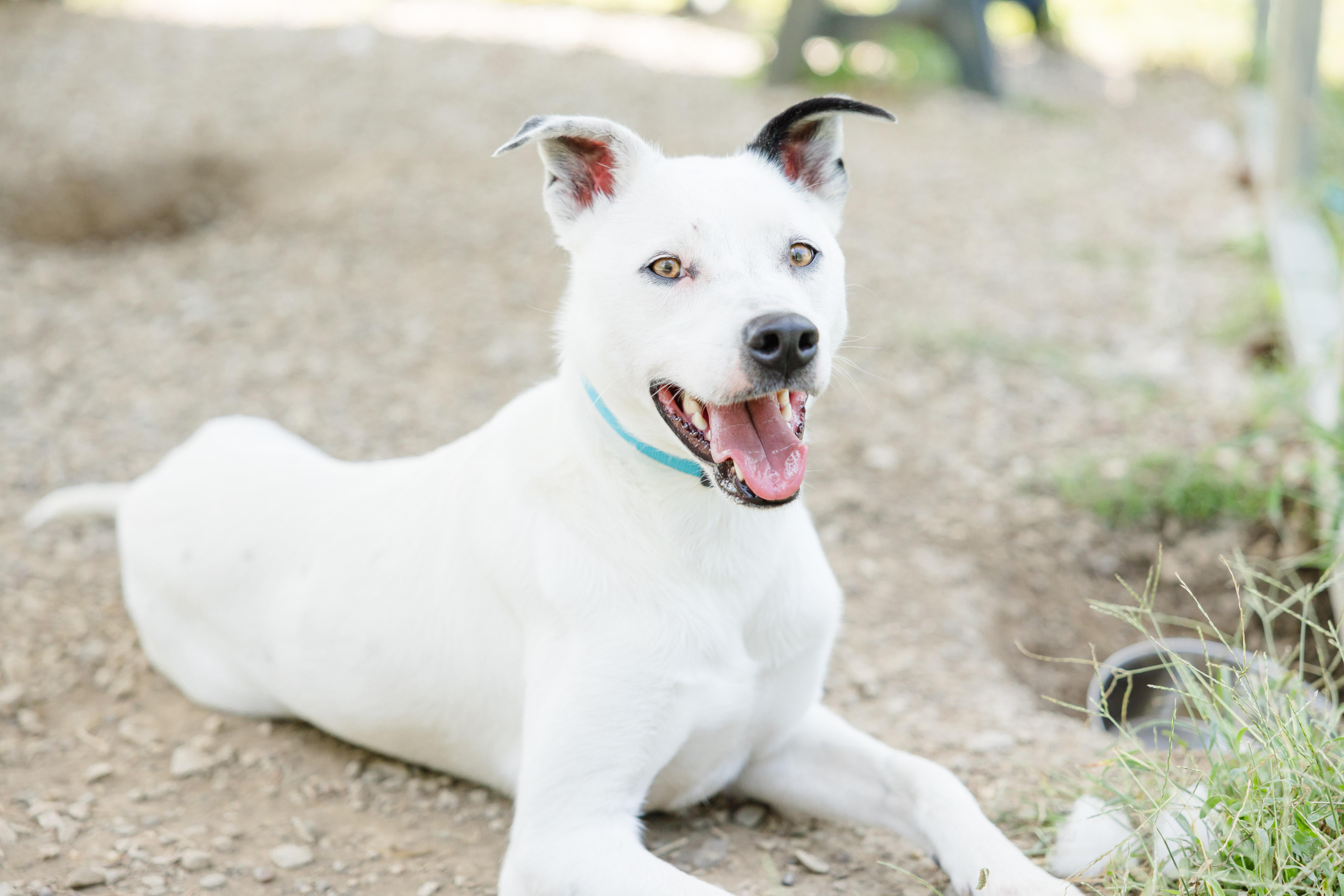 Enlarge Casper, a Adoptable mixed breed in Newburgh, IN image 2/4