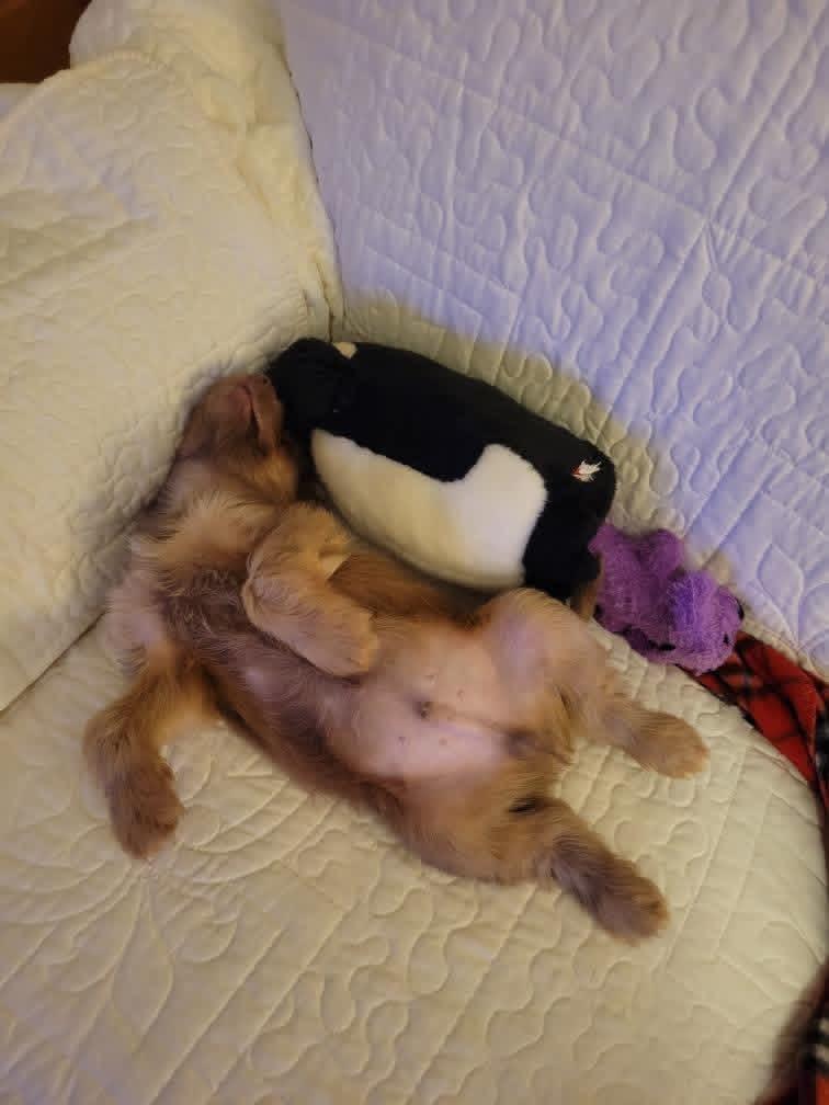 Enlarge Max, an adopted mixed breed in Sparta, NC image 2/5