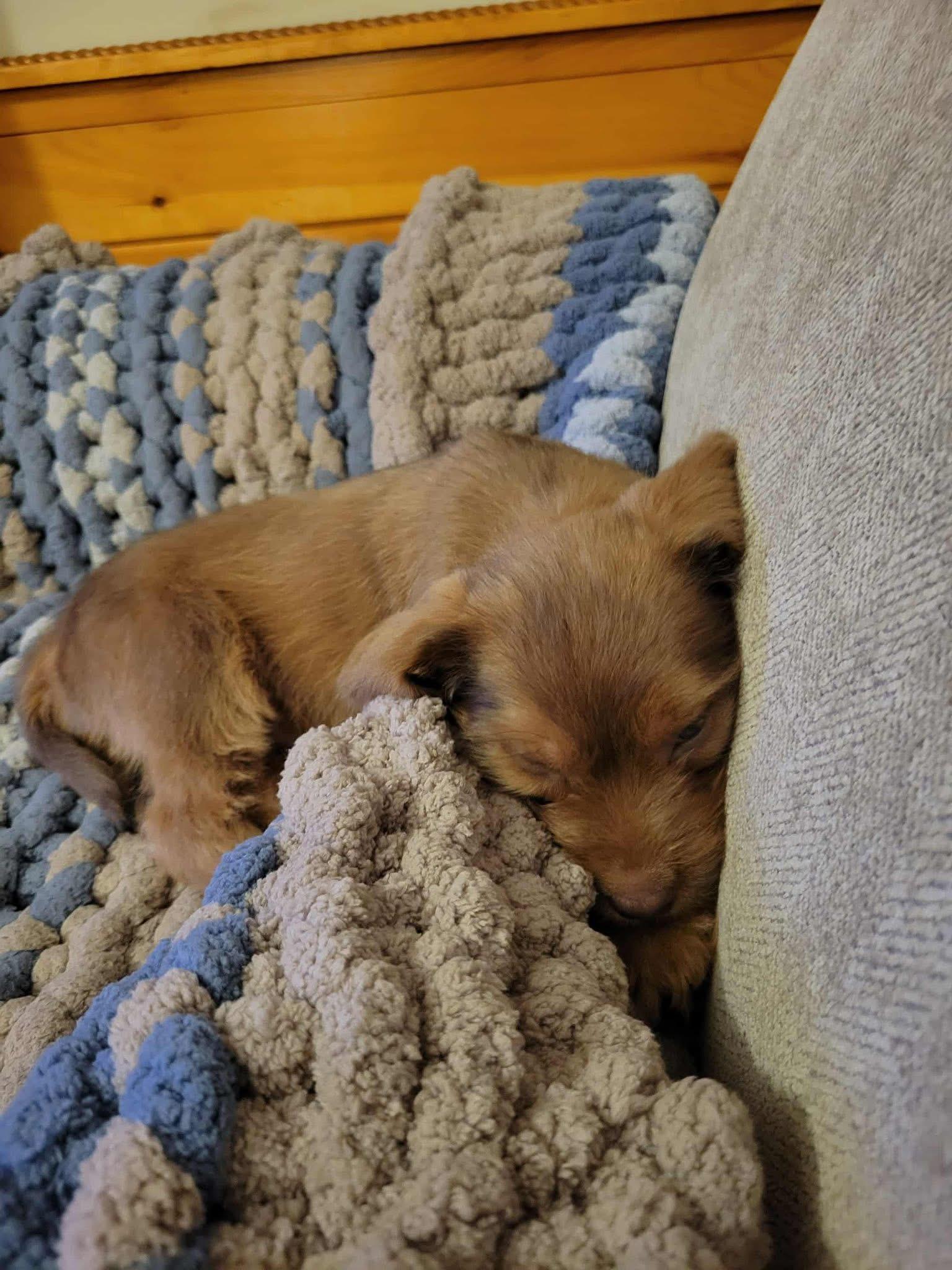 Enlarge Max, an adopted mixed breed in Sparta, NC image 3/5