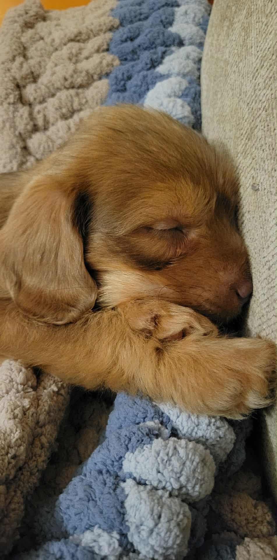 Max, adopted, Puppy Male Yorkshire Terrier.