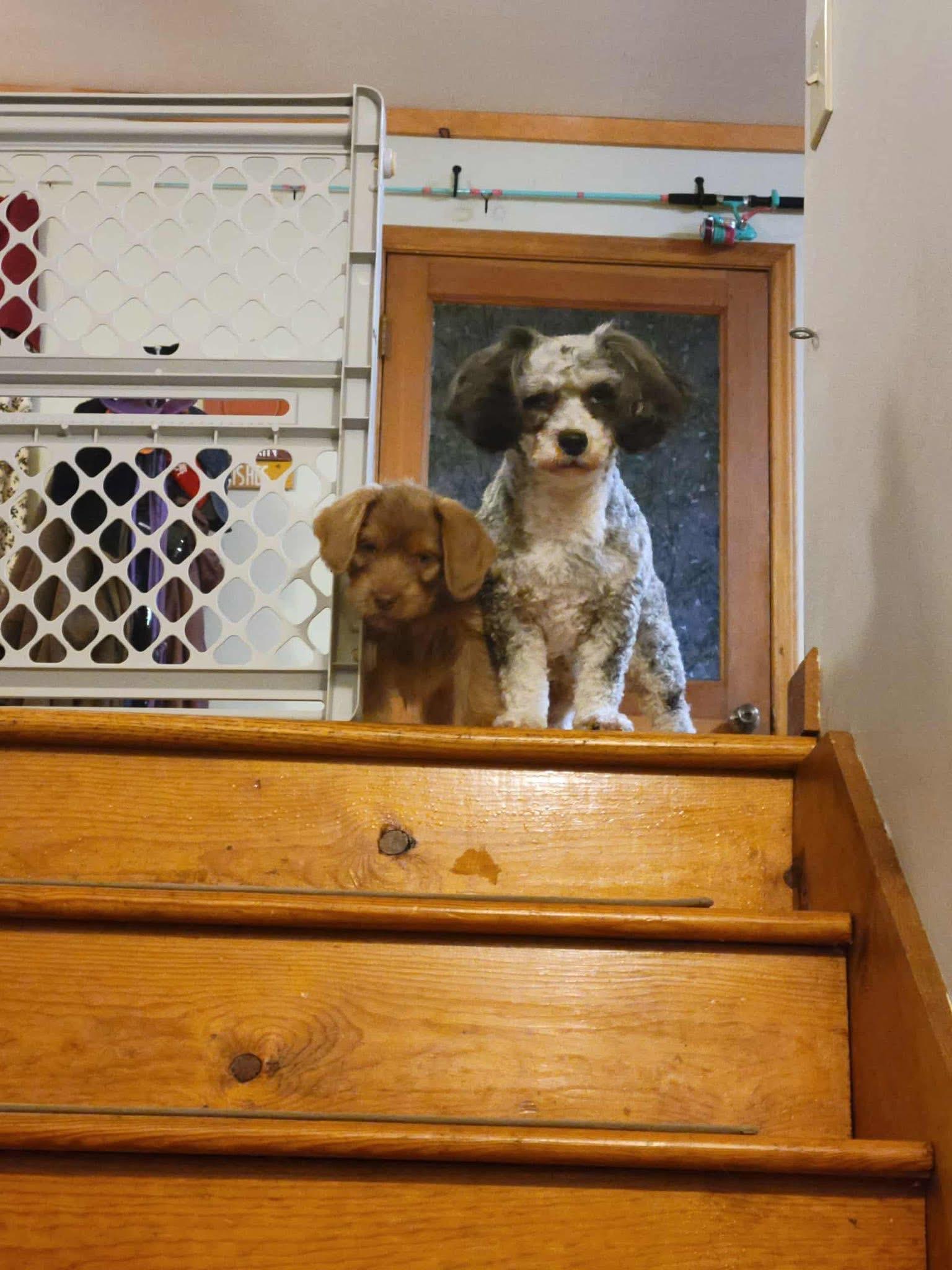 Enlarge Max, an adopted mixed breed in Sparta, NC image 4/5