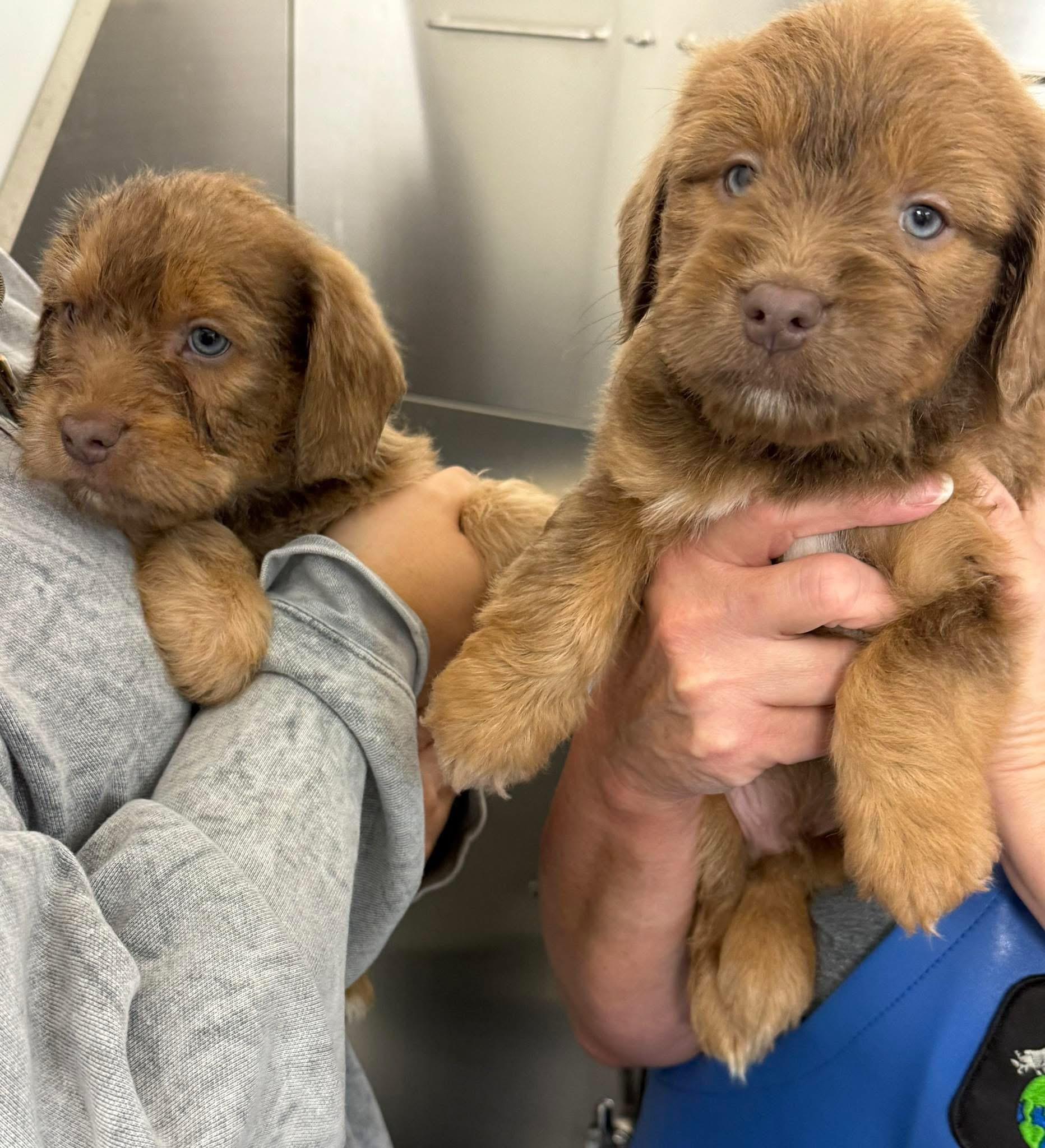 Enlarge Max, an adopted mixed breed in Sparta, NC image 5/5