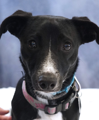 Chica, a Adoptable mixed breed in Encinitas, CA image 1/3