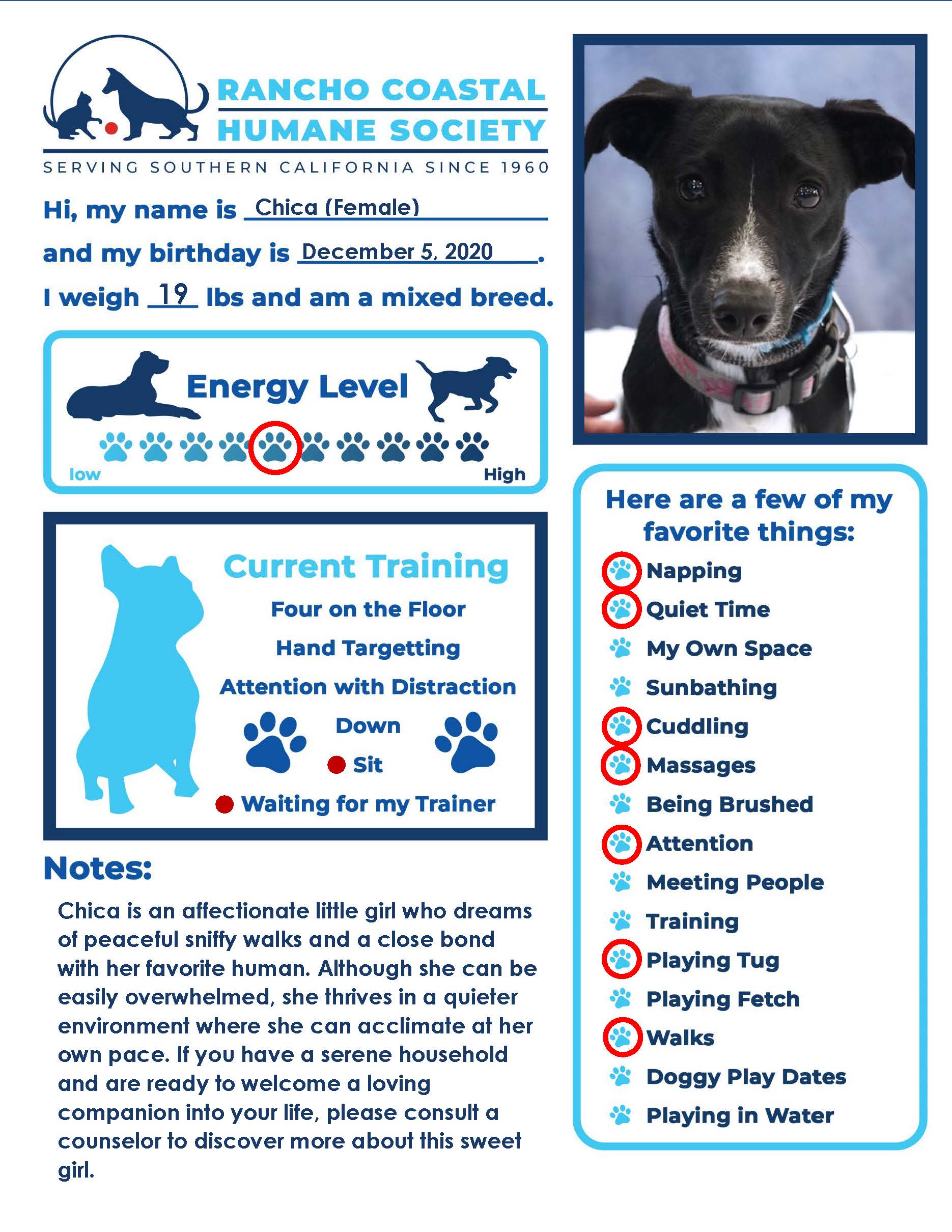 Chica, a Adoptable mixed breed in Encinitas, CA image 3/3