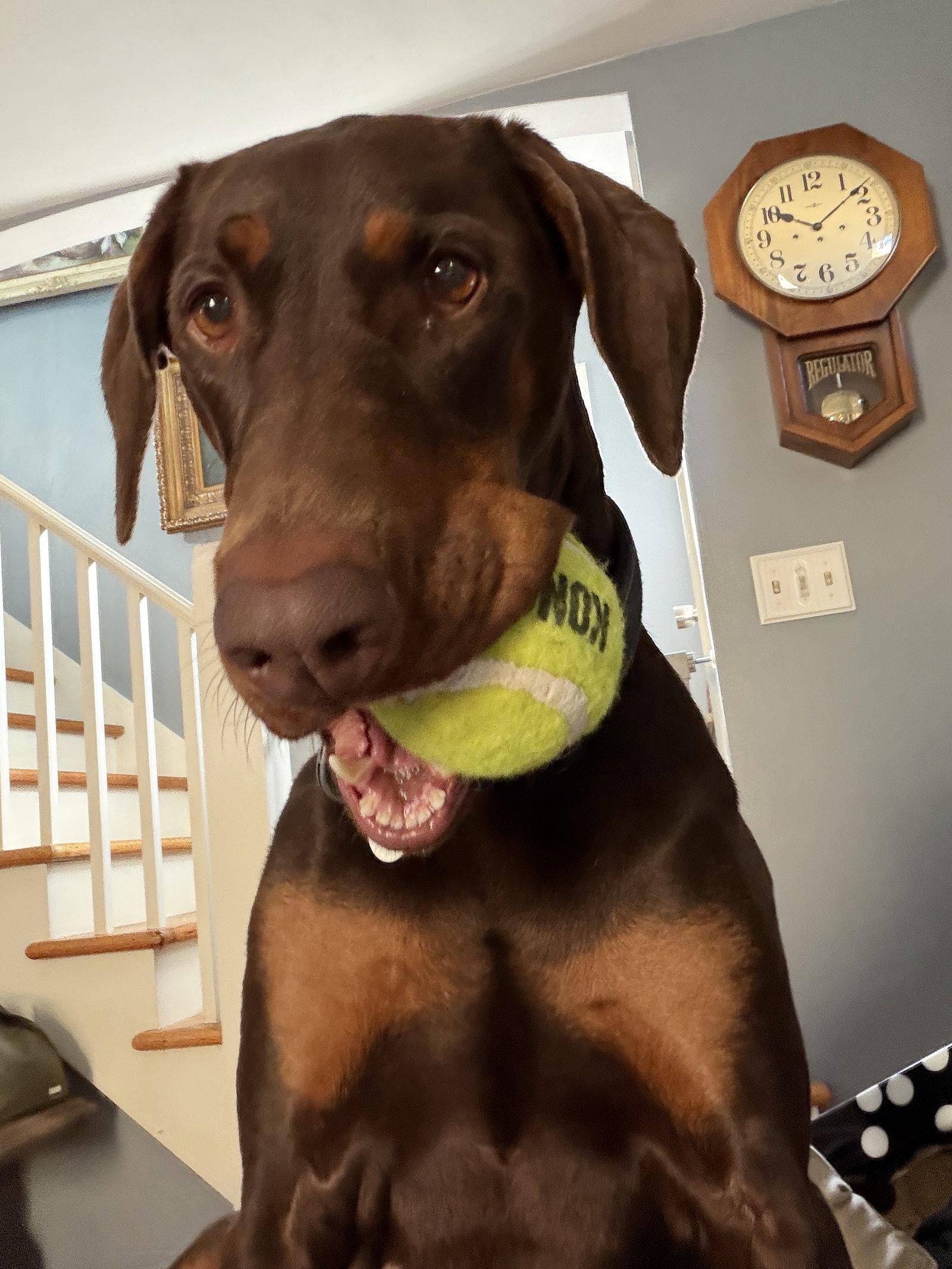 Brandy, Adoptable, Adult Female Doberman Pinscher.