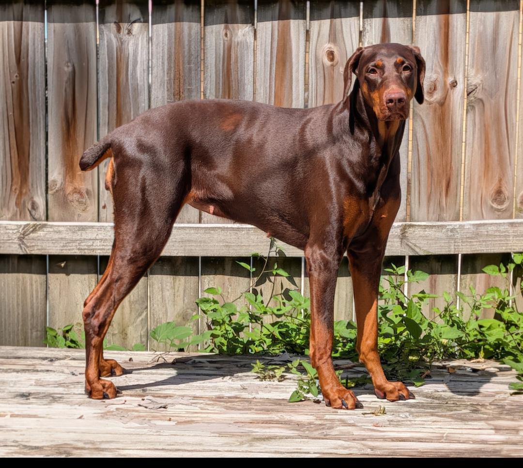 Enlarge Brandy, a Adoptable Doberman Pinscher in Buffalo, MN image 1/3