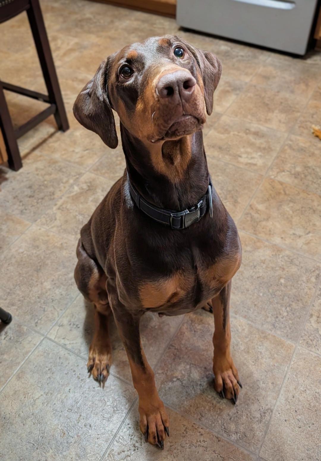 Enlarge Brandy, a Adoptable Doberman Pinscher in Buffalo, MN image 2/3