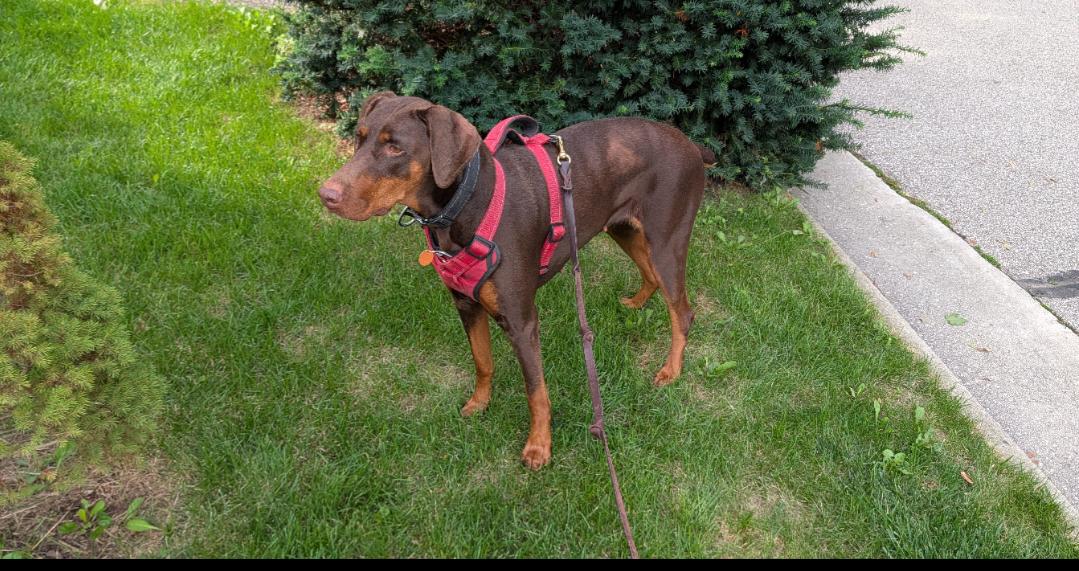Enlarge Brandy, a Adoptable Doberman Pinscher in Buffalo, MN image 3/3